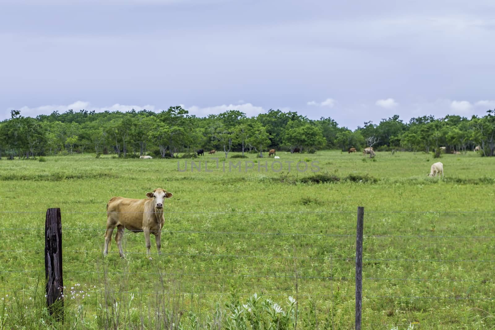 A cattle pasture full of green grass with a shot of a cow staring at the photographer.