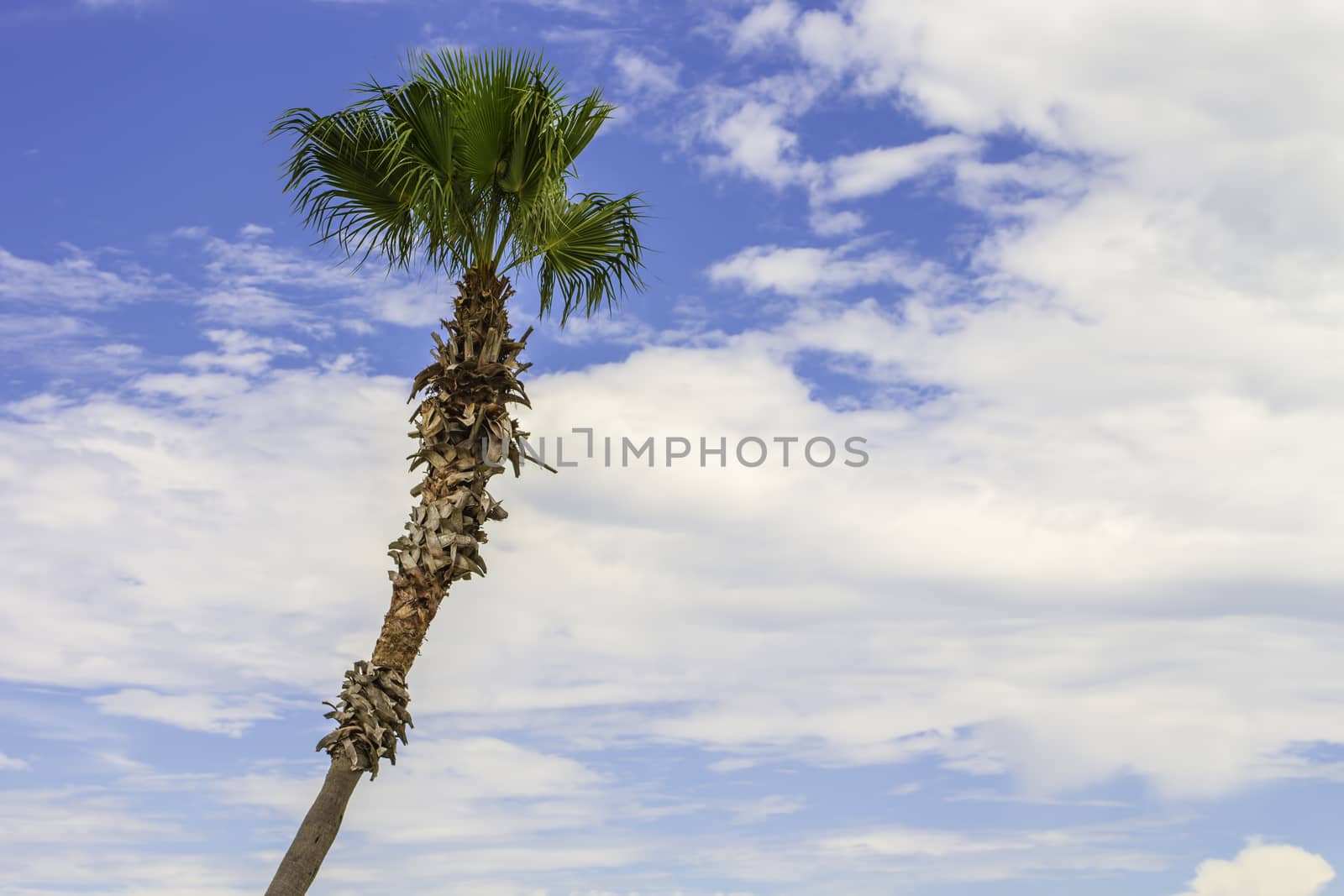 An isolated palm tree surrounded by a bright blue sky and clouds.