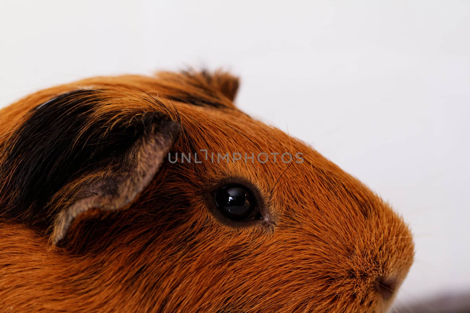 guinea pig head close-up (macro)