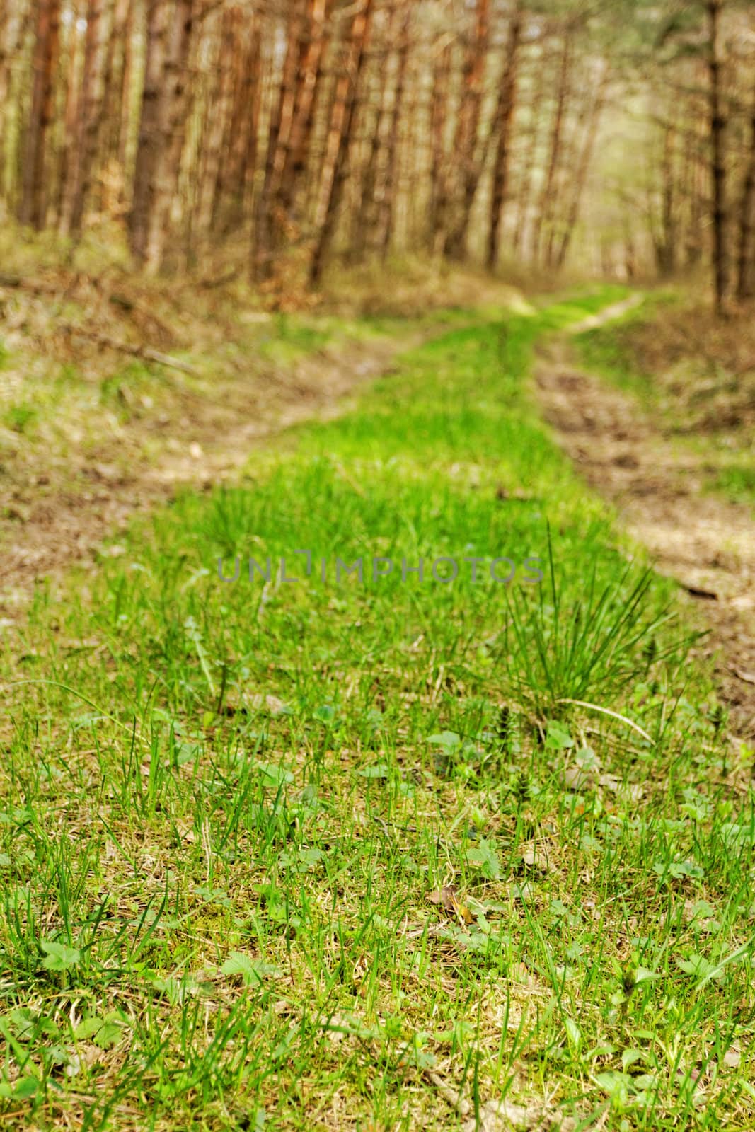 dirt road in the forest by NagyDodo