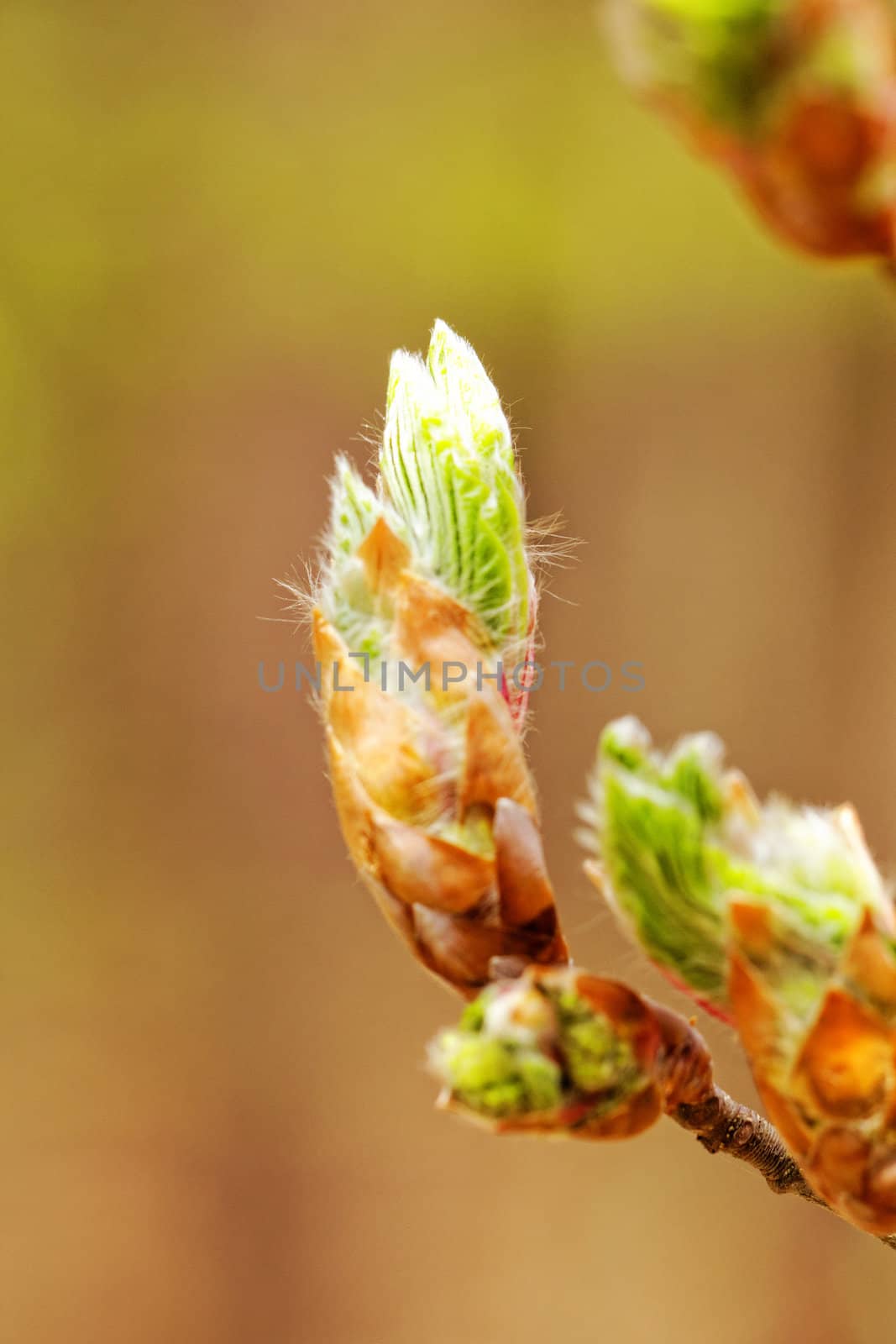 new bud and sprout on the hazel