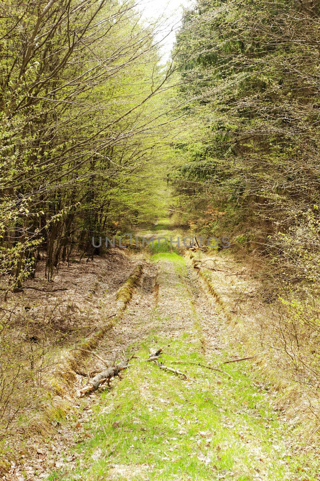 dirt road in the forest by NagyDodo