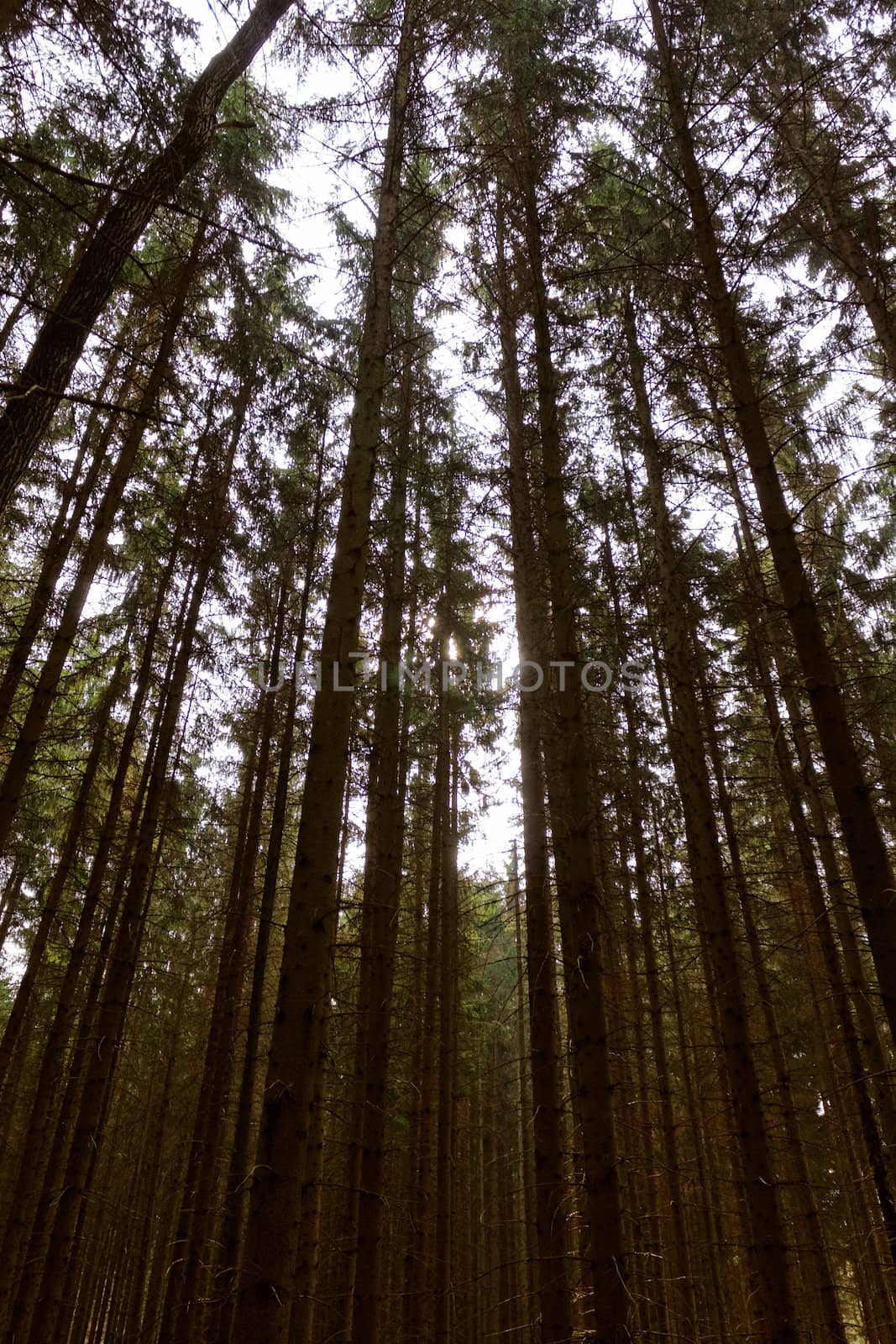 growing tree to the sky