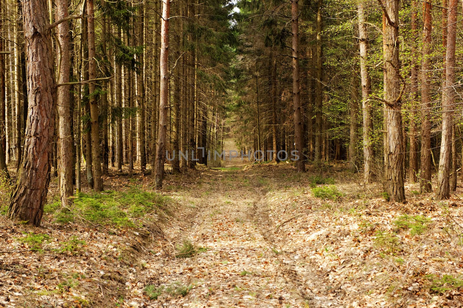 dirt road in the forest by NagyDodo