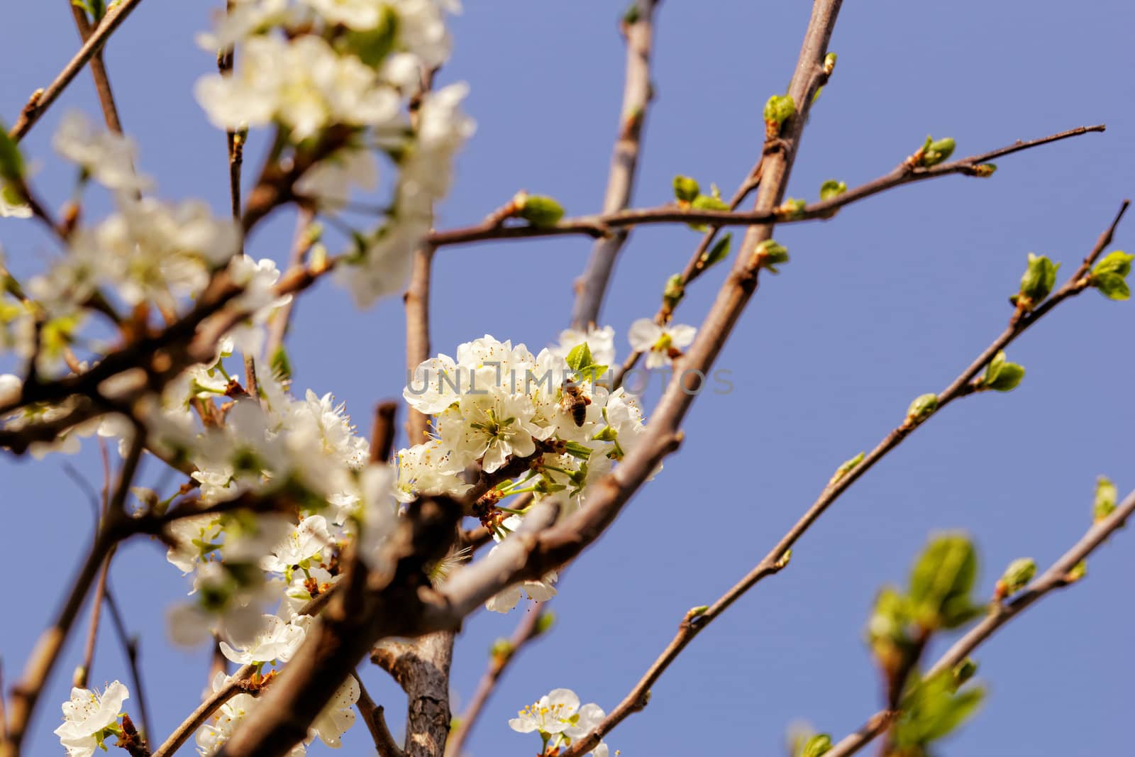 blossom tree with a bee pollination