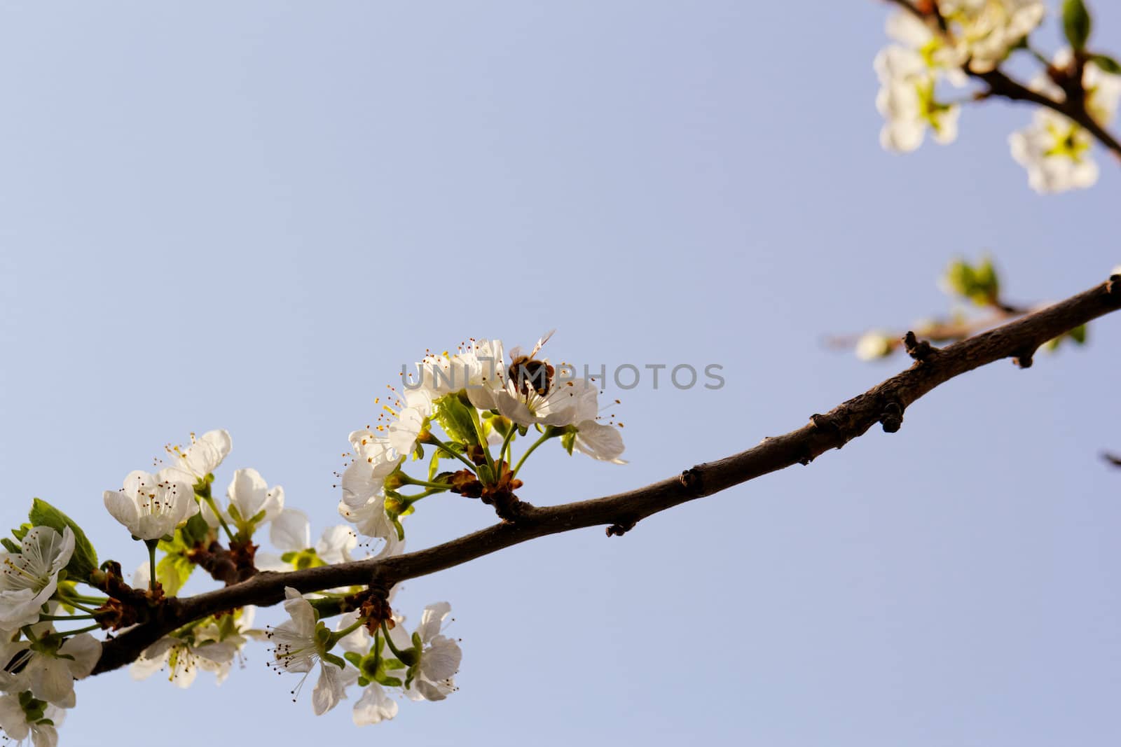 blossom tree with a bee pollination