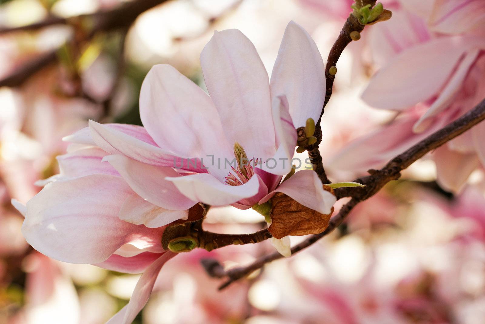 Spring Blossoms of a Magnolia tree