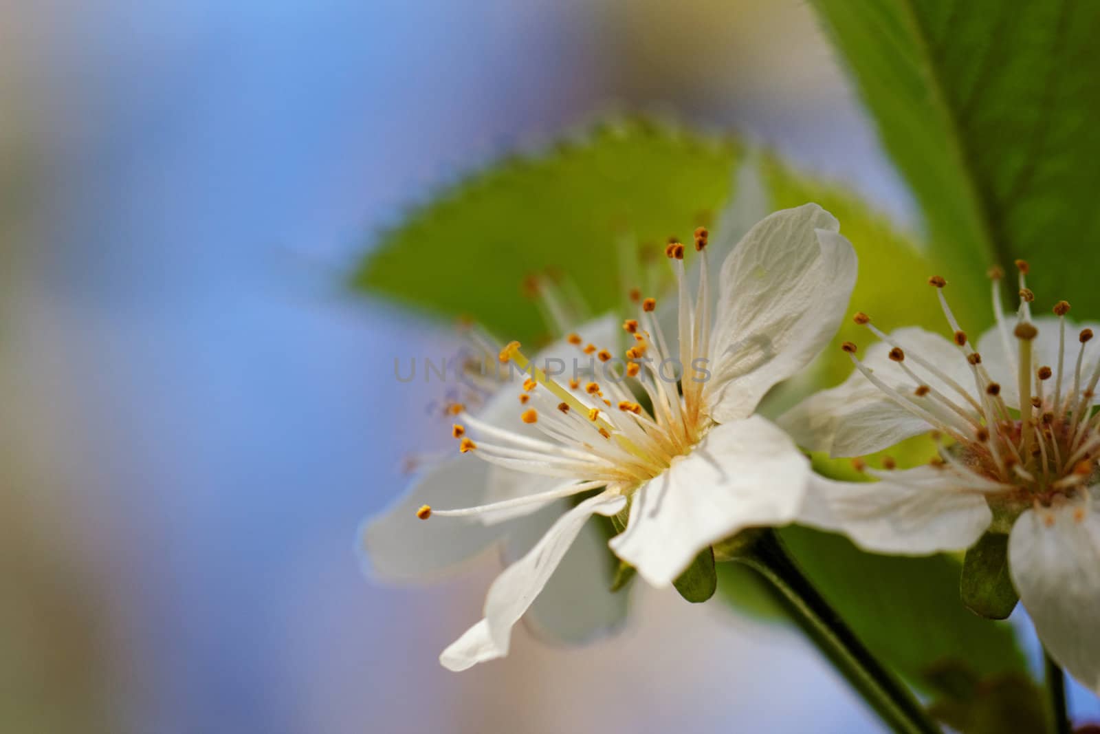 blossom cherry tree by NagyDodo