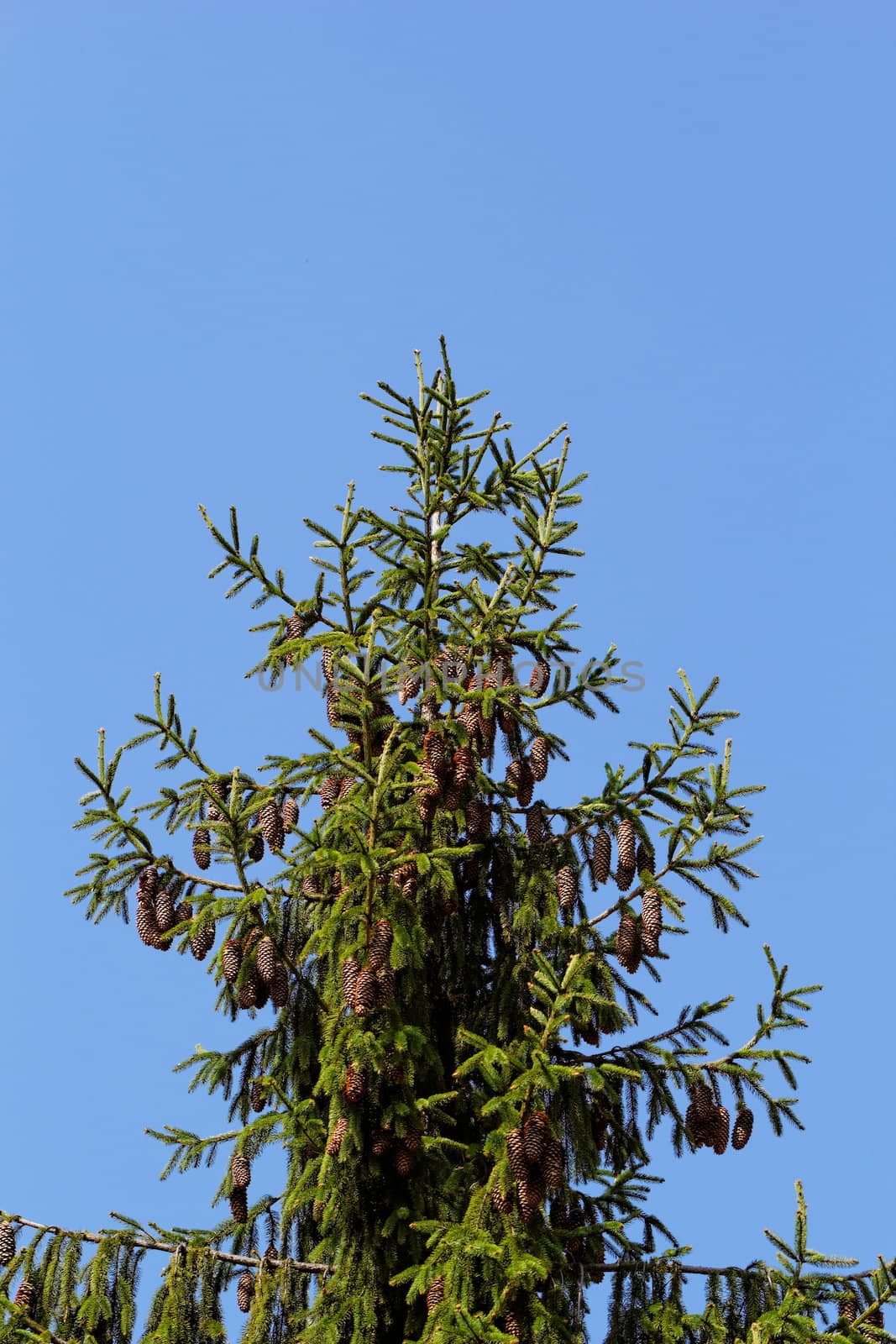 pine shoots and red pinecones on pine tree by NagyDodo