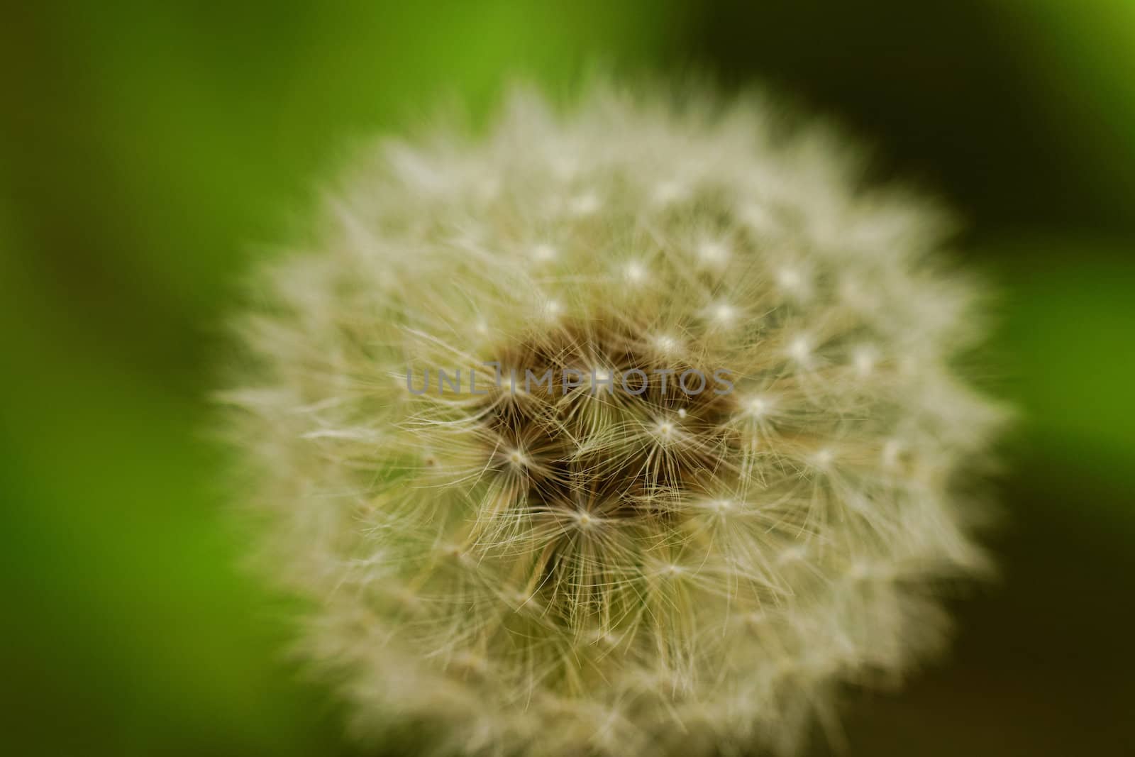 close-up of a dandelion flower