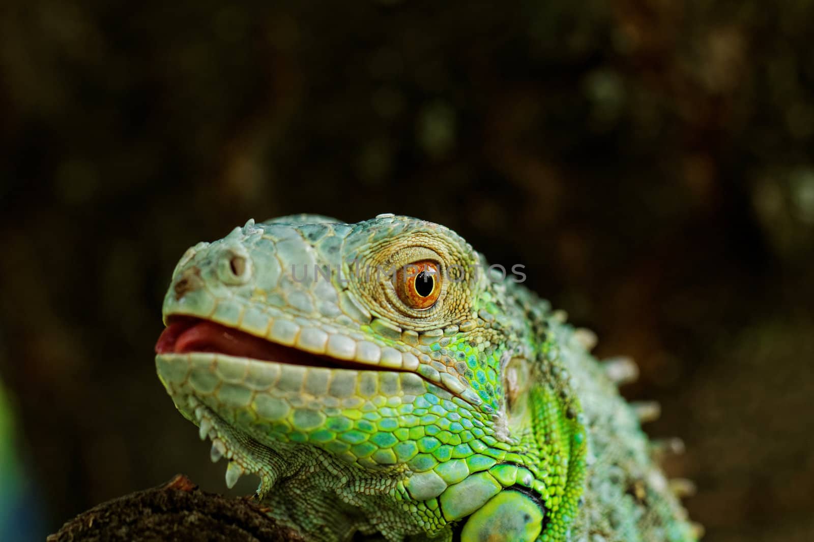 portrait about a green iguana on the tree