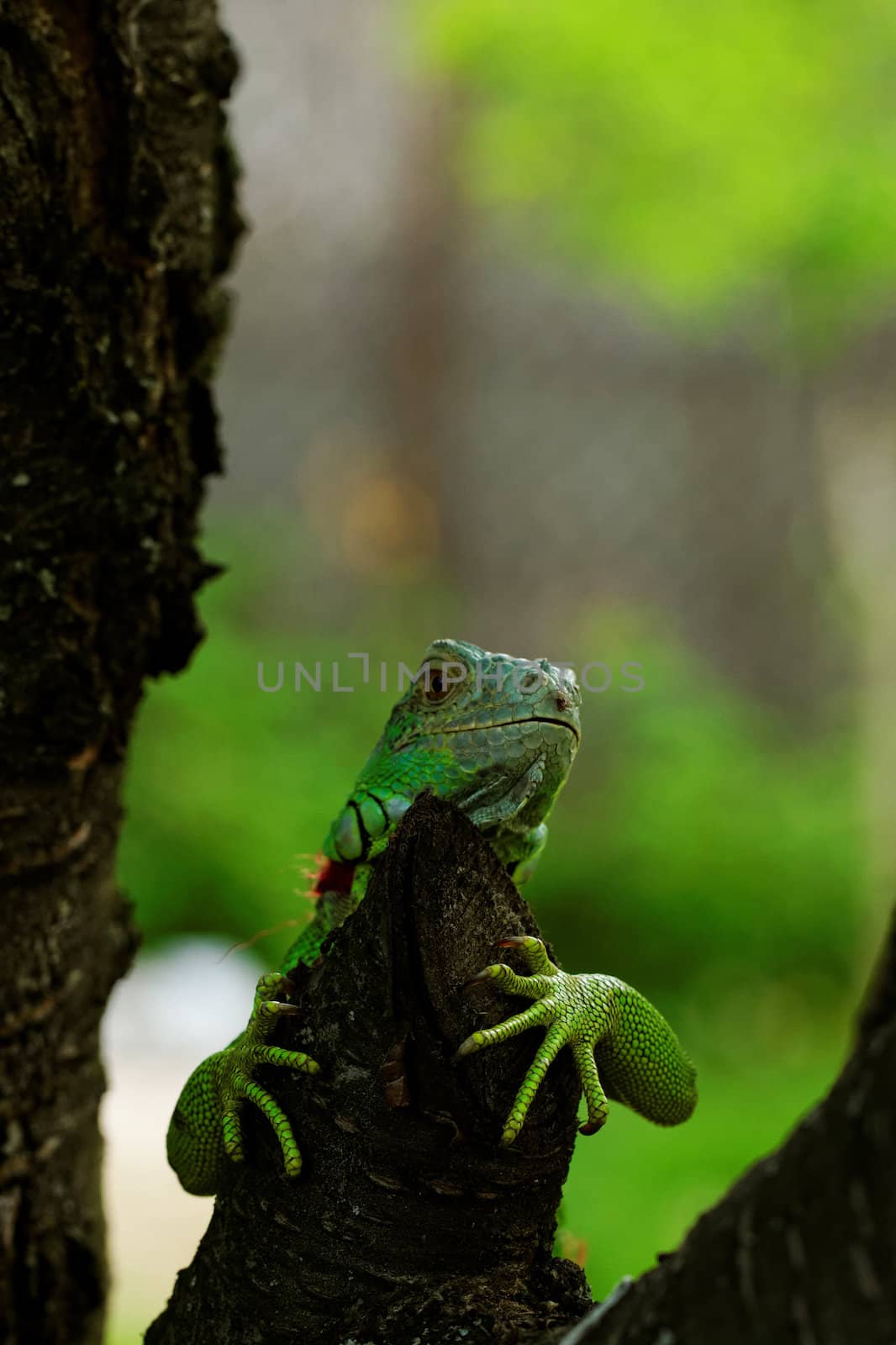 portrait about a green iguana on the tree