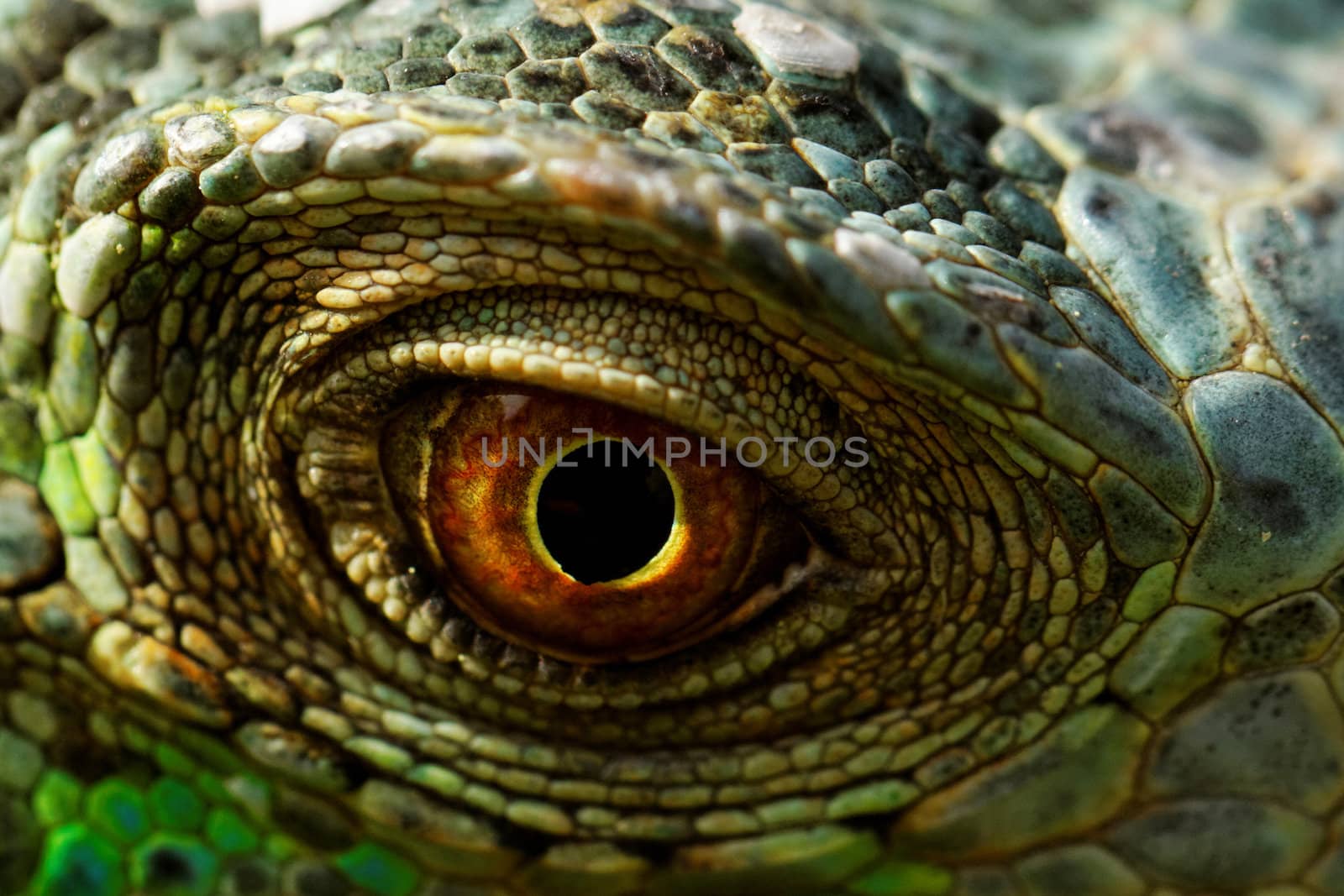 macro of a fantastic green iguana eye