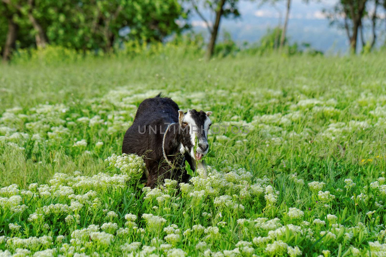 Goats grazing in the meadow