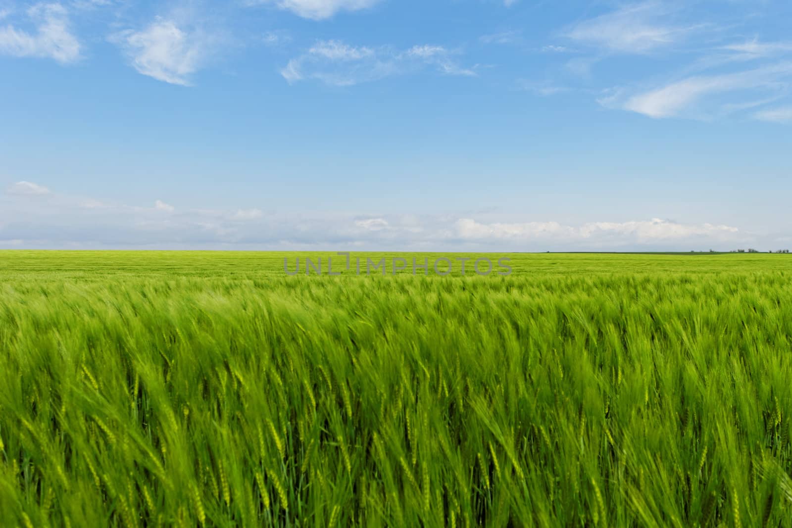 wheat field under the blue cloudy sky by NagyDodo