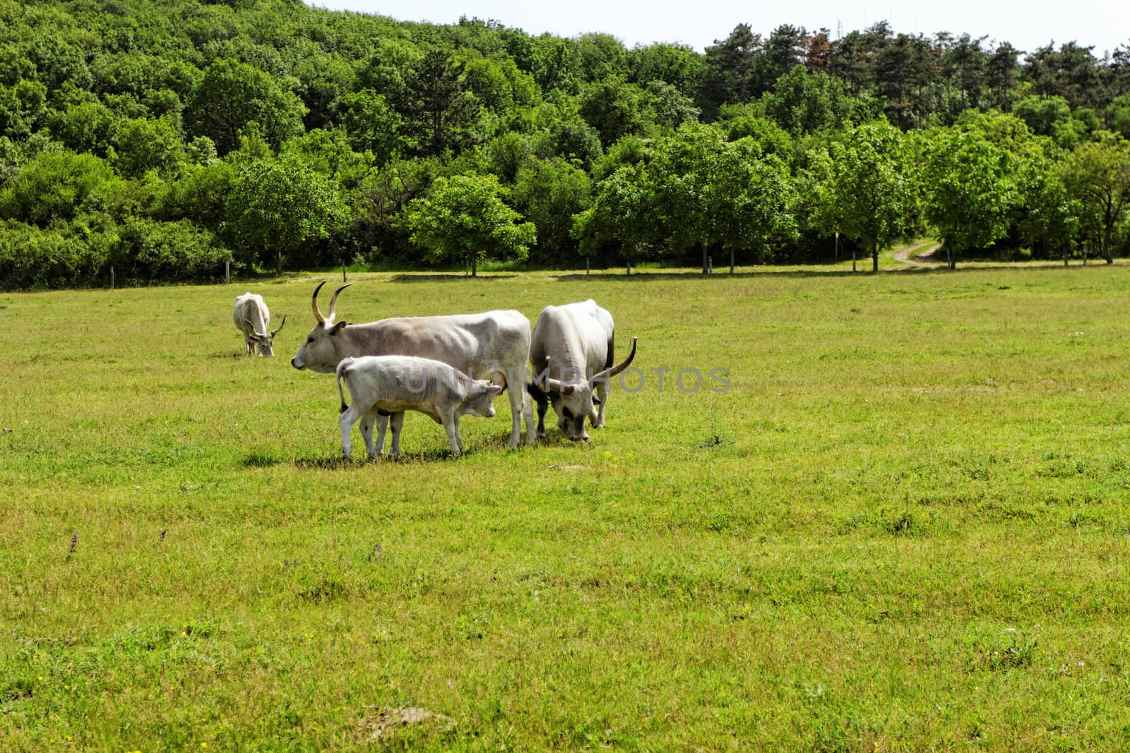 Ruminant Hungarian gray cattle bull on grass