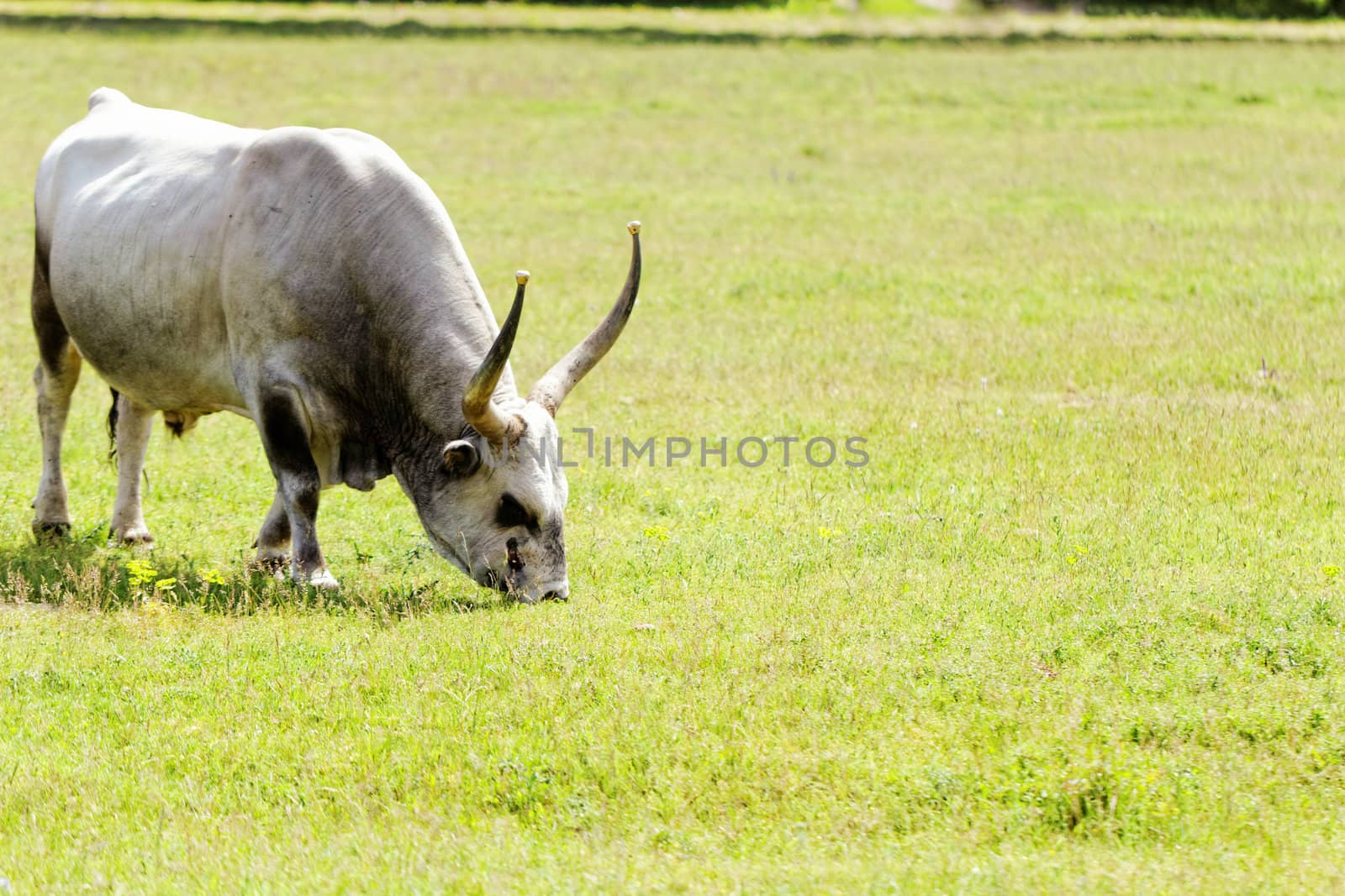 Ruminant Hungarian gray cattle bull on grass