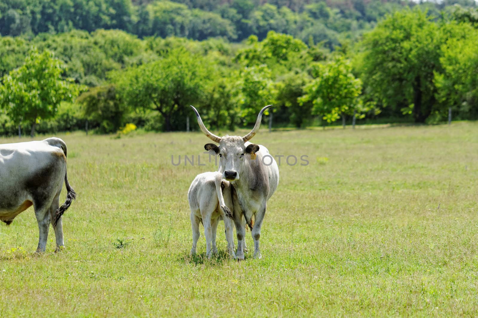 Ruminant Hungarian gray cattle bull on grass