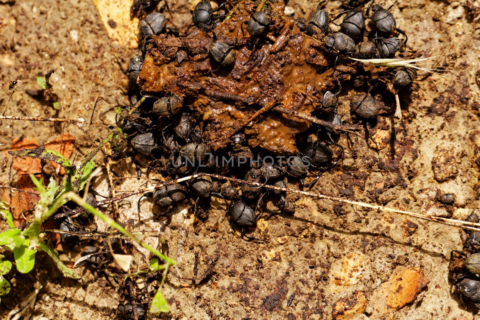 dung beetles in the excreta (Scarabaeus viettei ,Madateuchus viettei, Scarabaeidae)