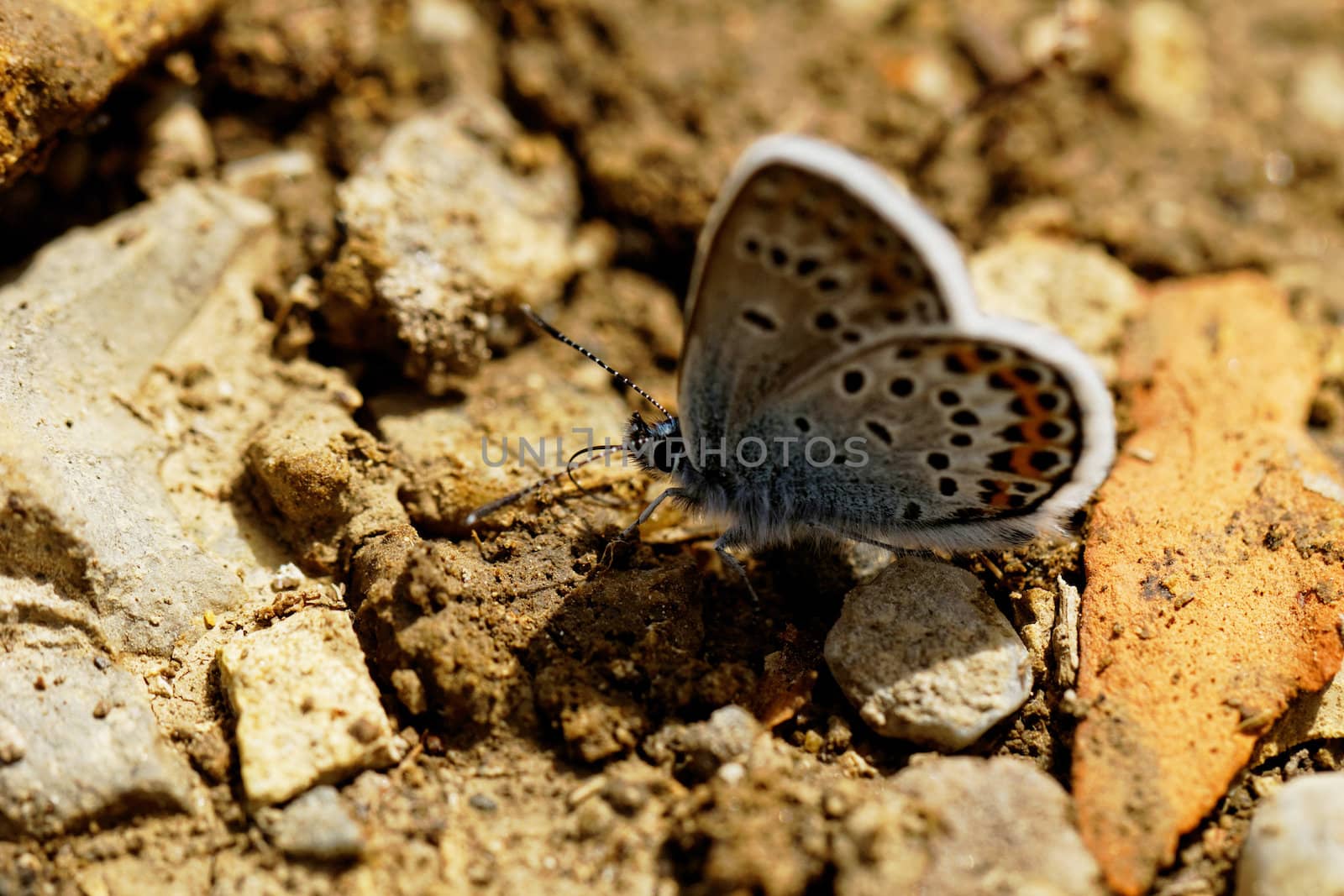 The Silver-studded Blue (Plebejus argus) is a butterfly in the family Lycaenidae