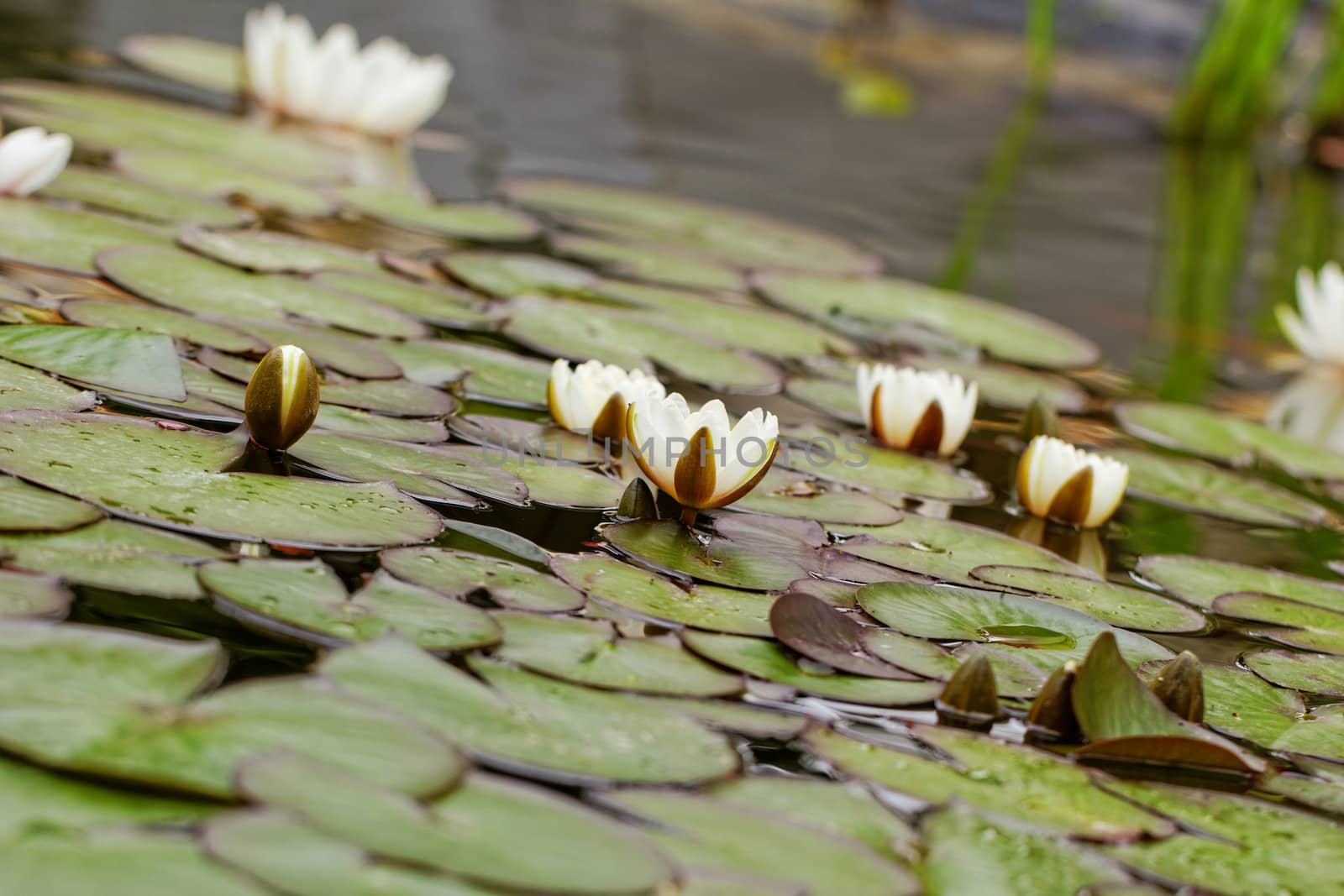 water lily on the small Lake