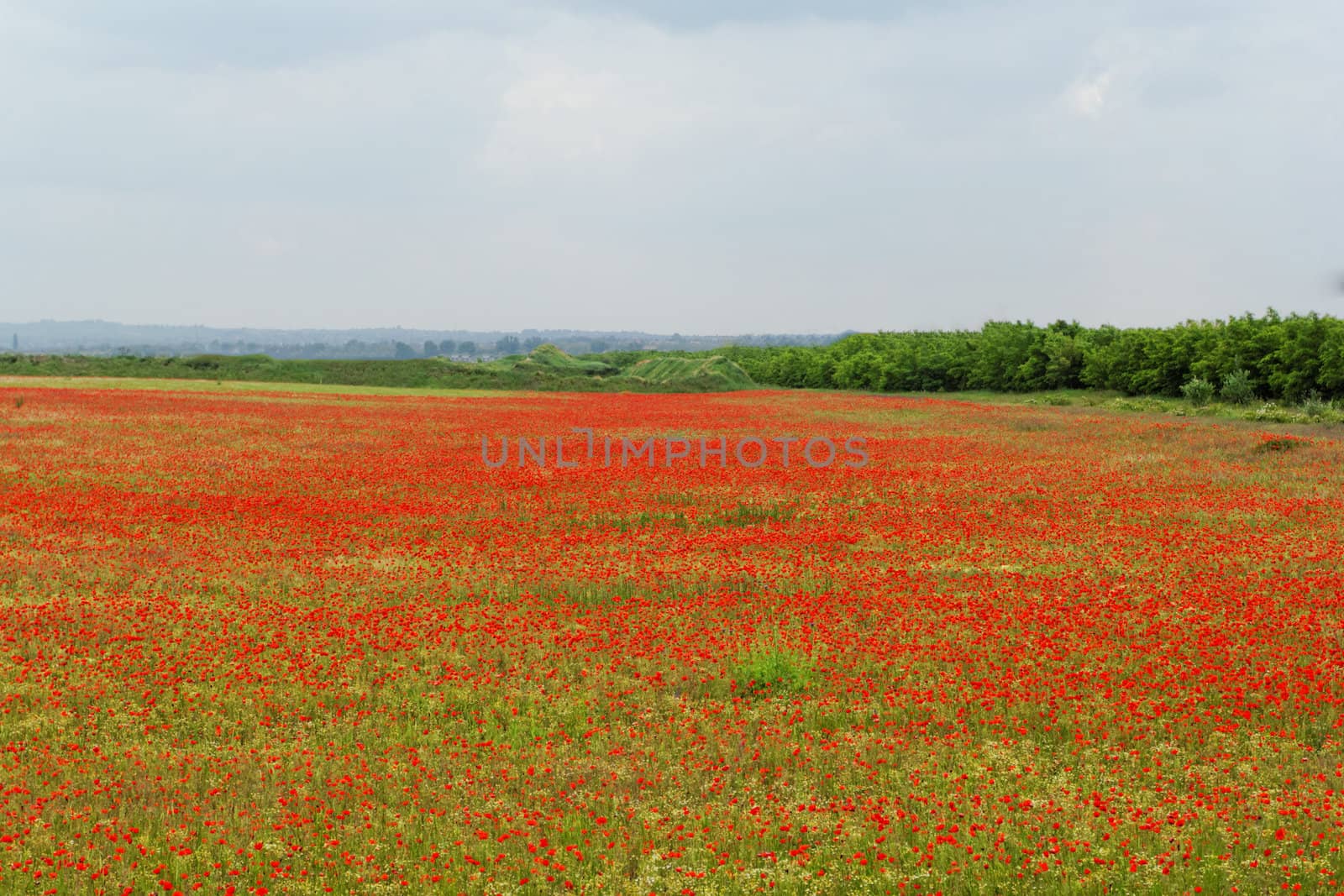 poppy field by NagyDodo