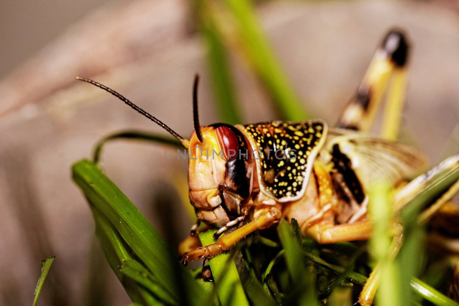 one locust eating the grass in the nature