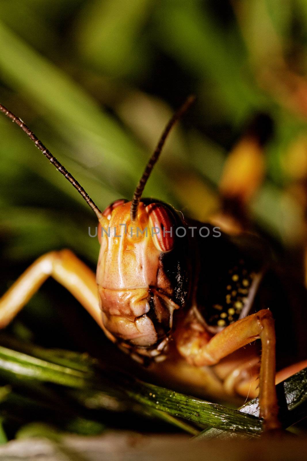 one locust eating the grass in the nature