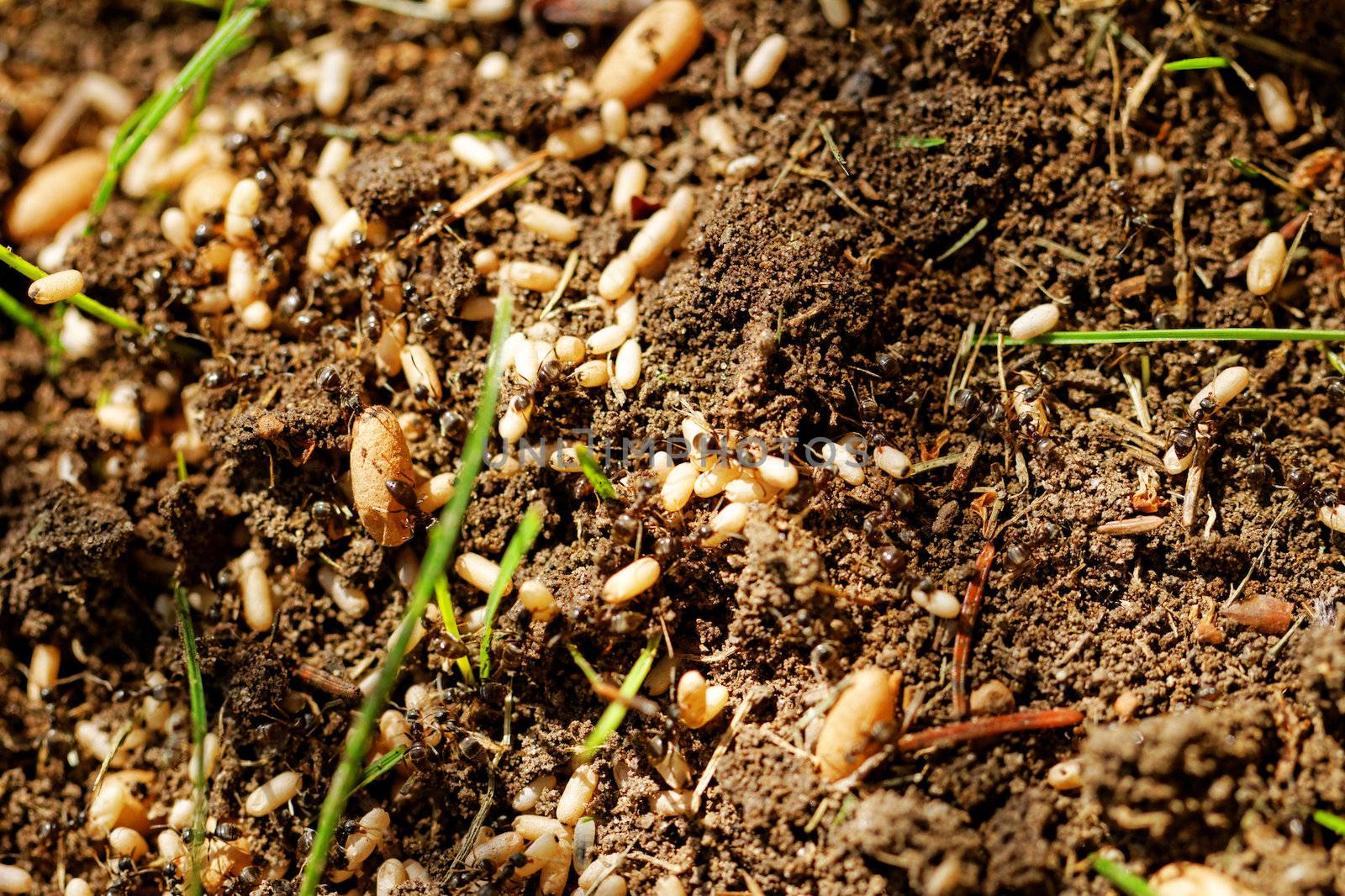 in the anthill moving ants the eggs