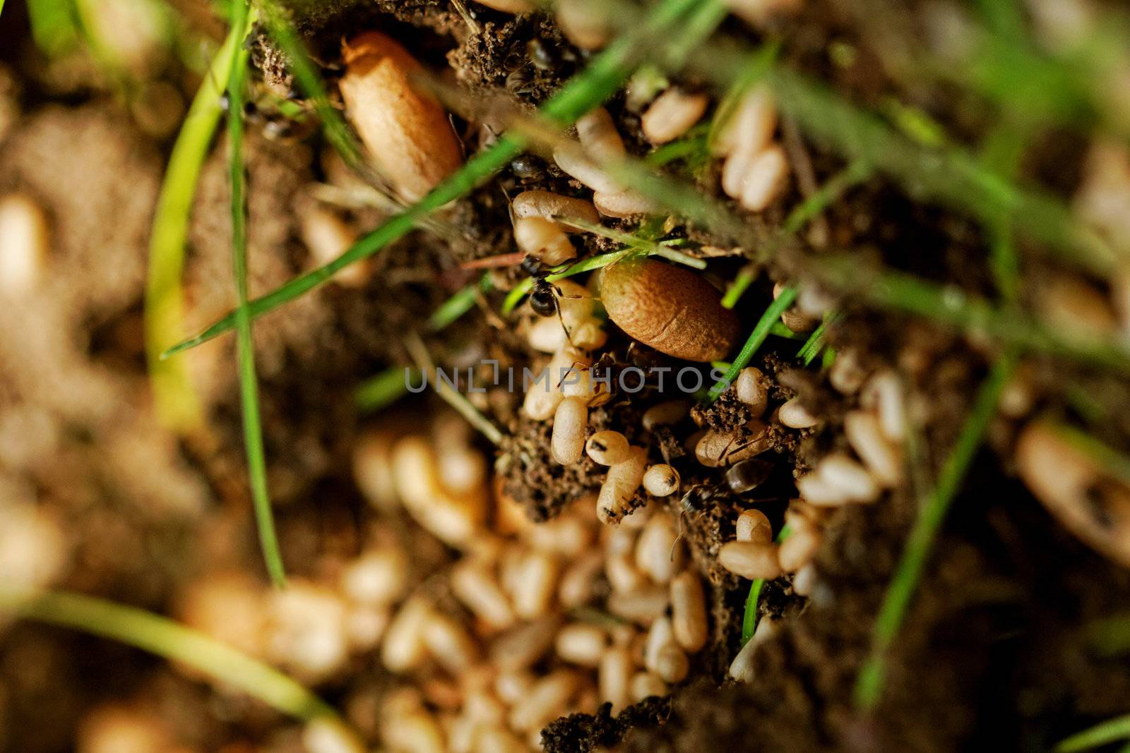 in the anthill moving ants the eggs