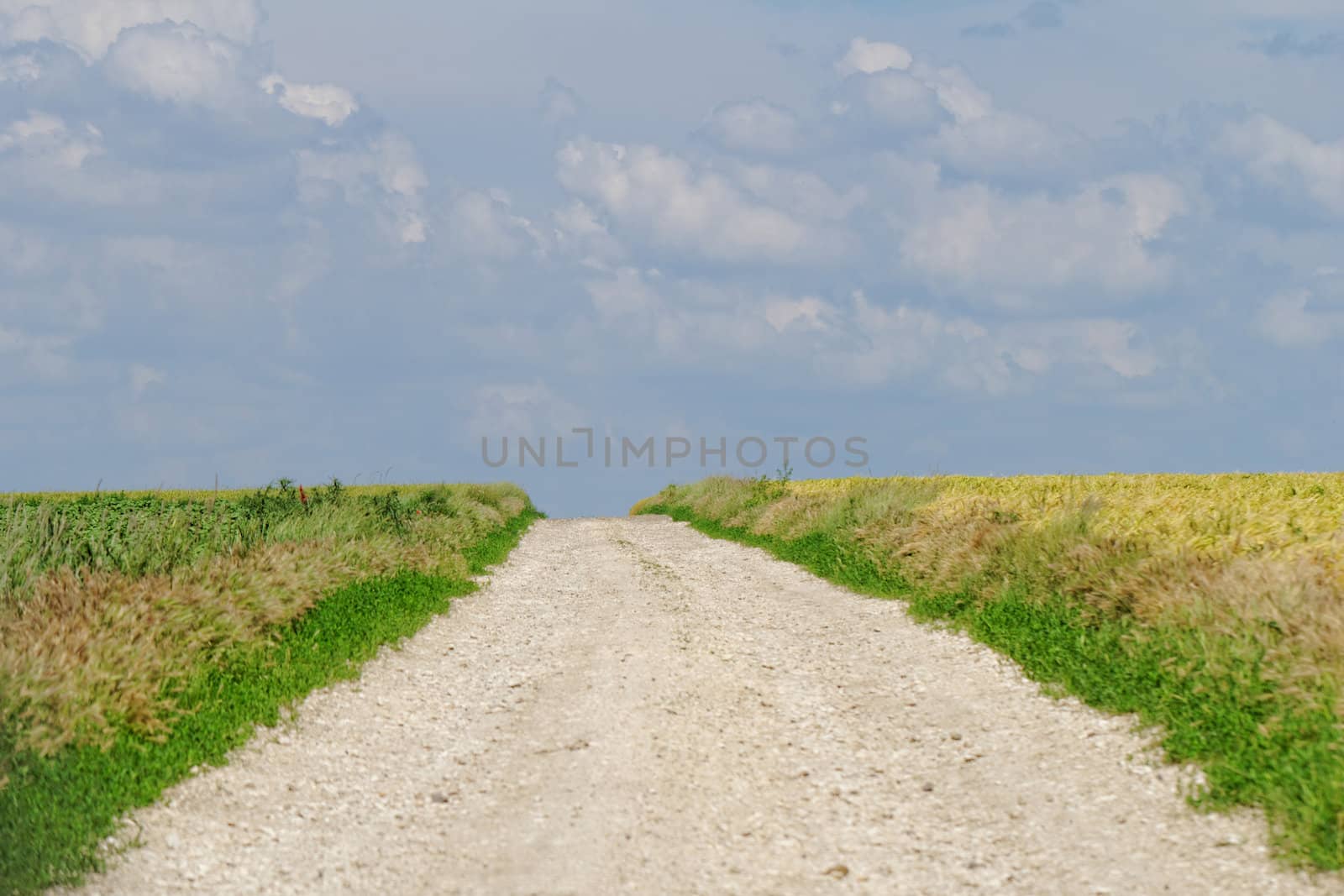 white road between two agricultural fields