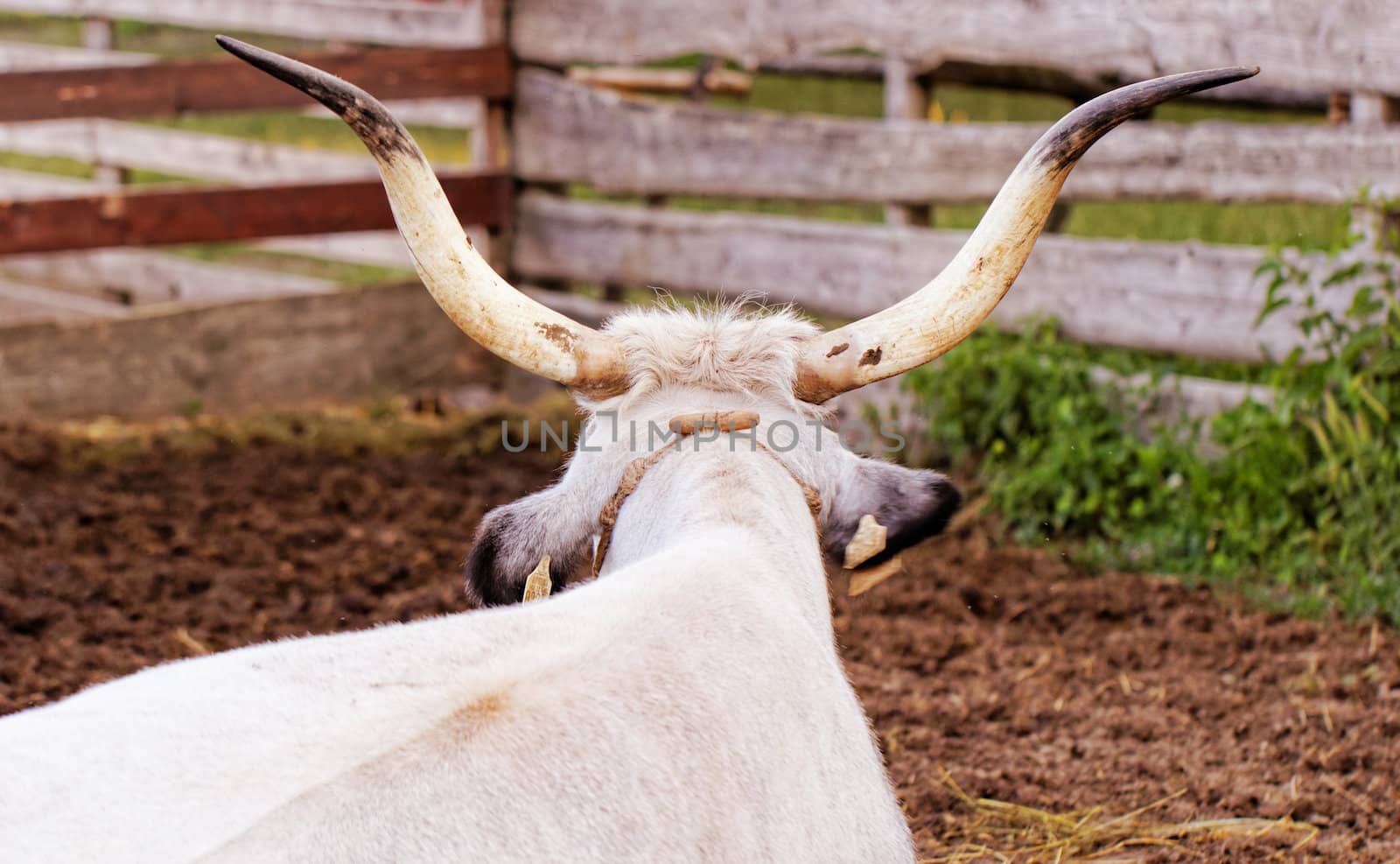 Ruminant Hungarian gray cattle bull in the corral from back