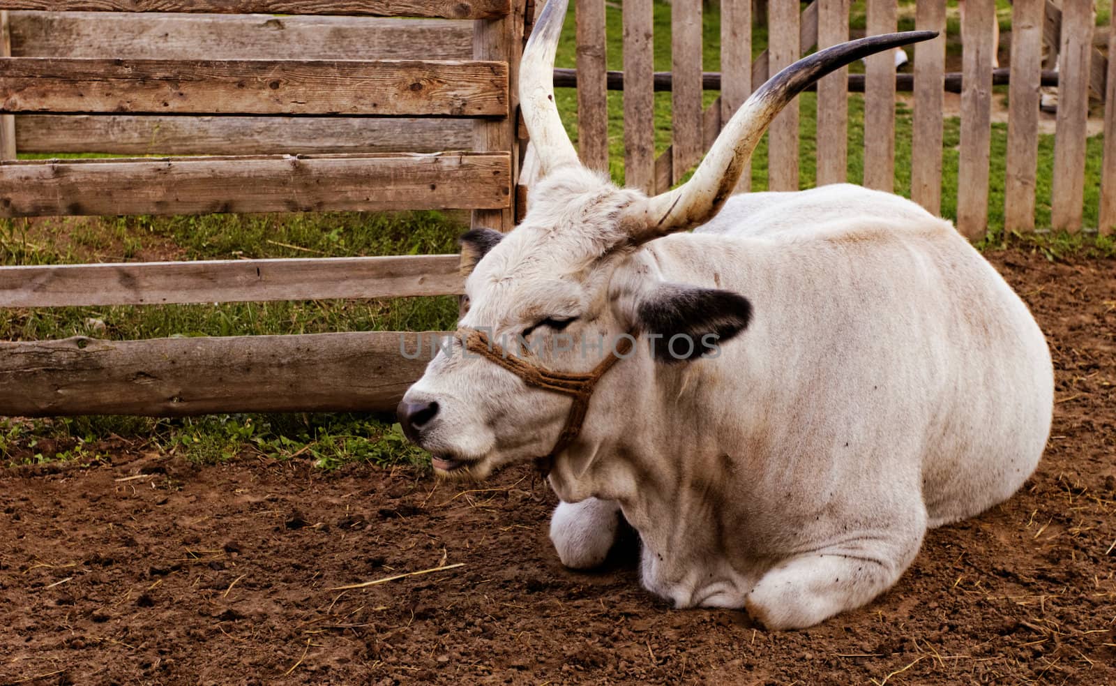 Ruminant Hungarian gray cattle bull in the corral