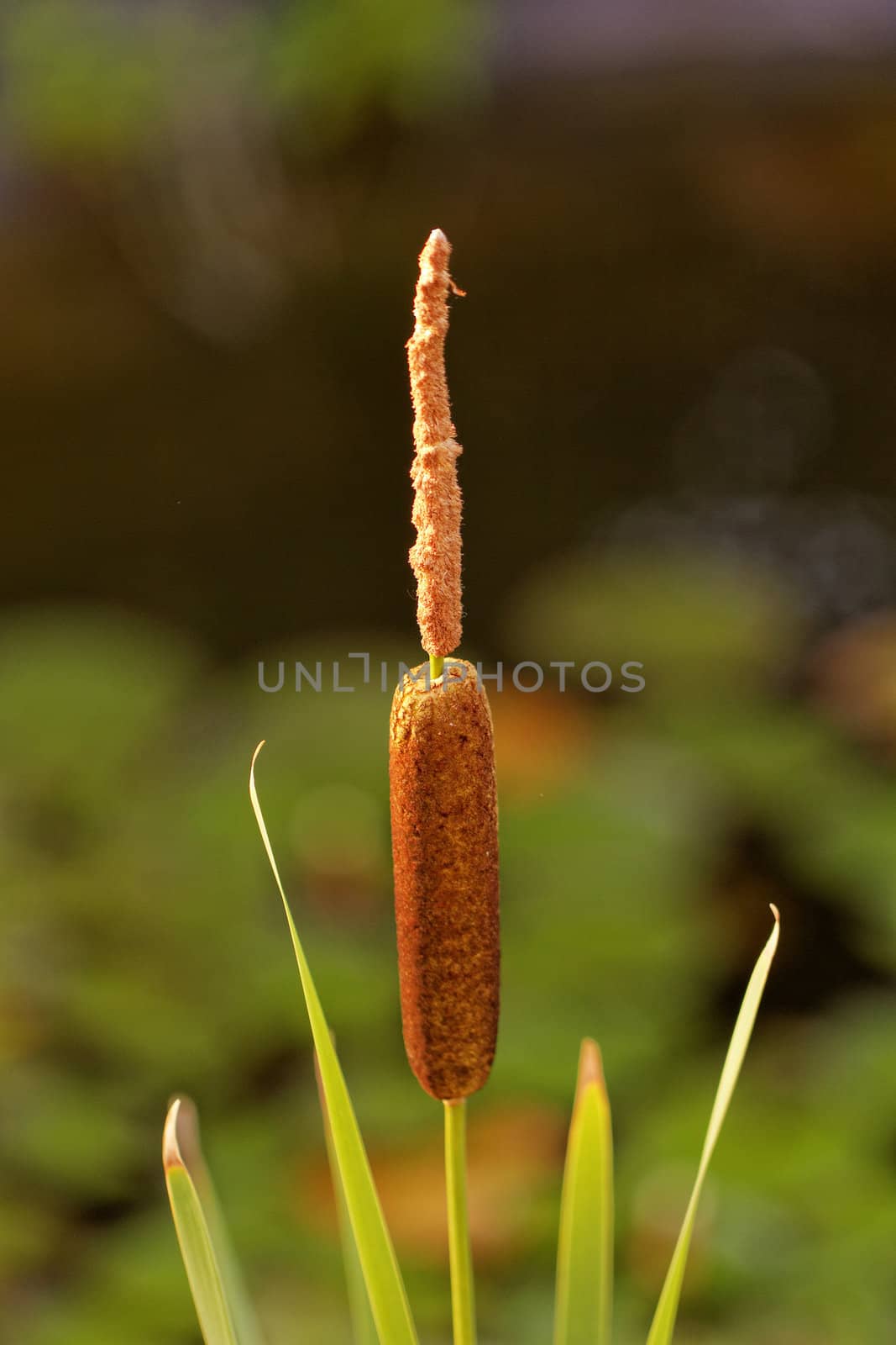one reed bulrush by NagyDodo