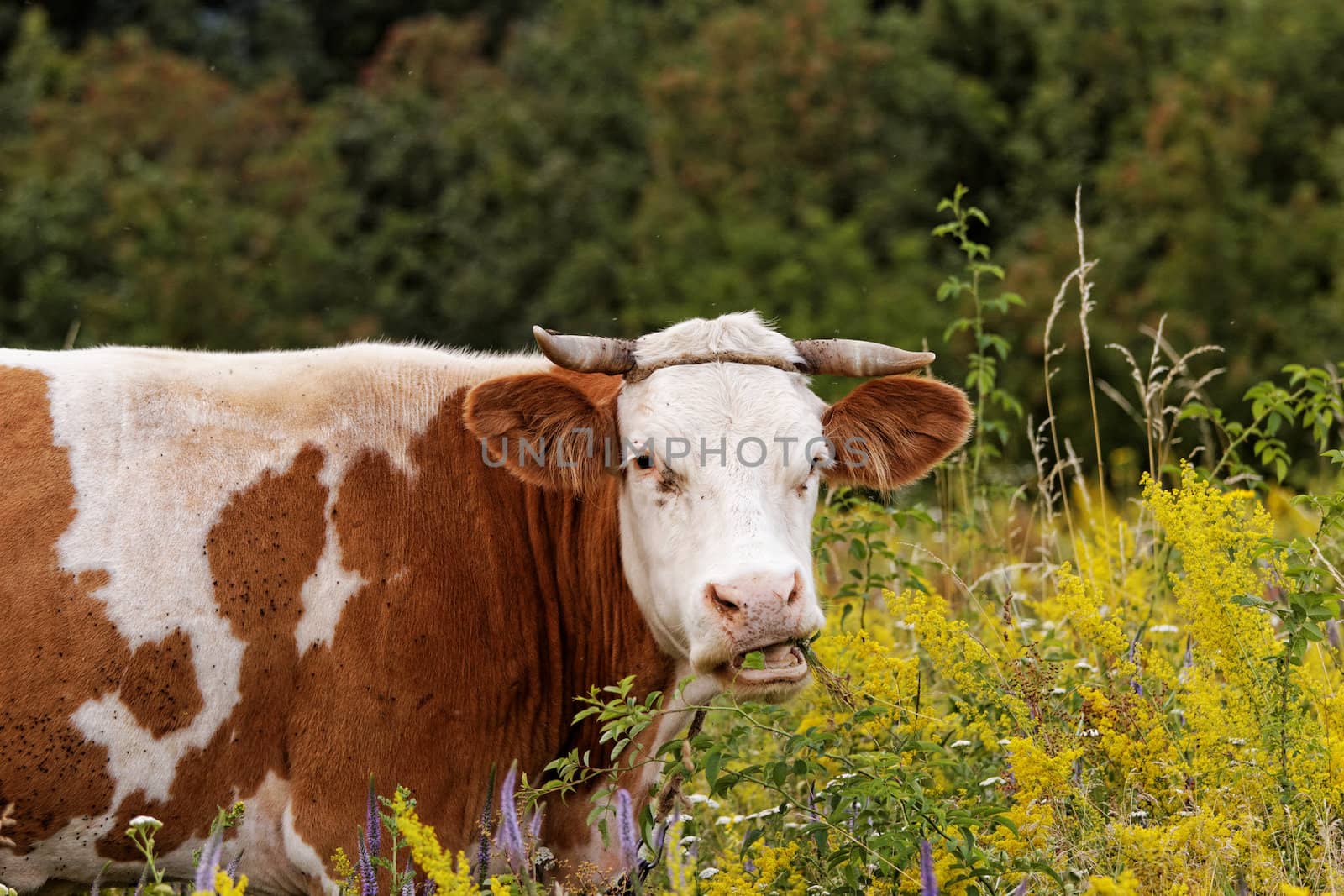 motley cow graze in a field (free range)