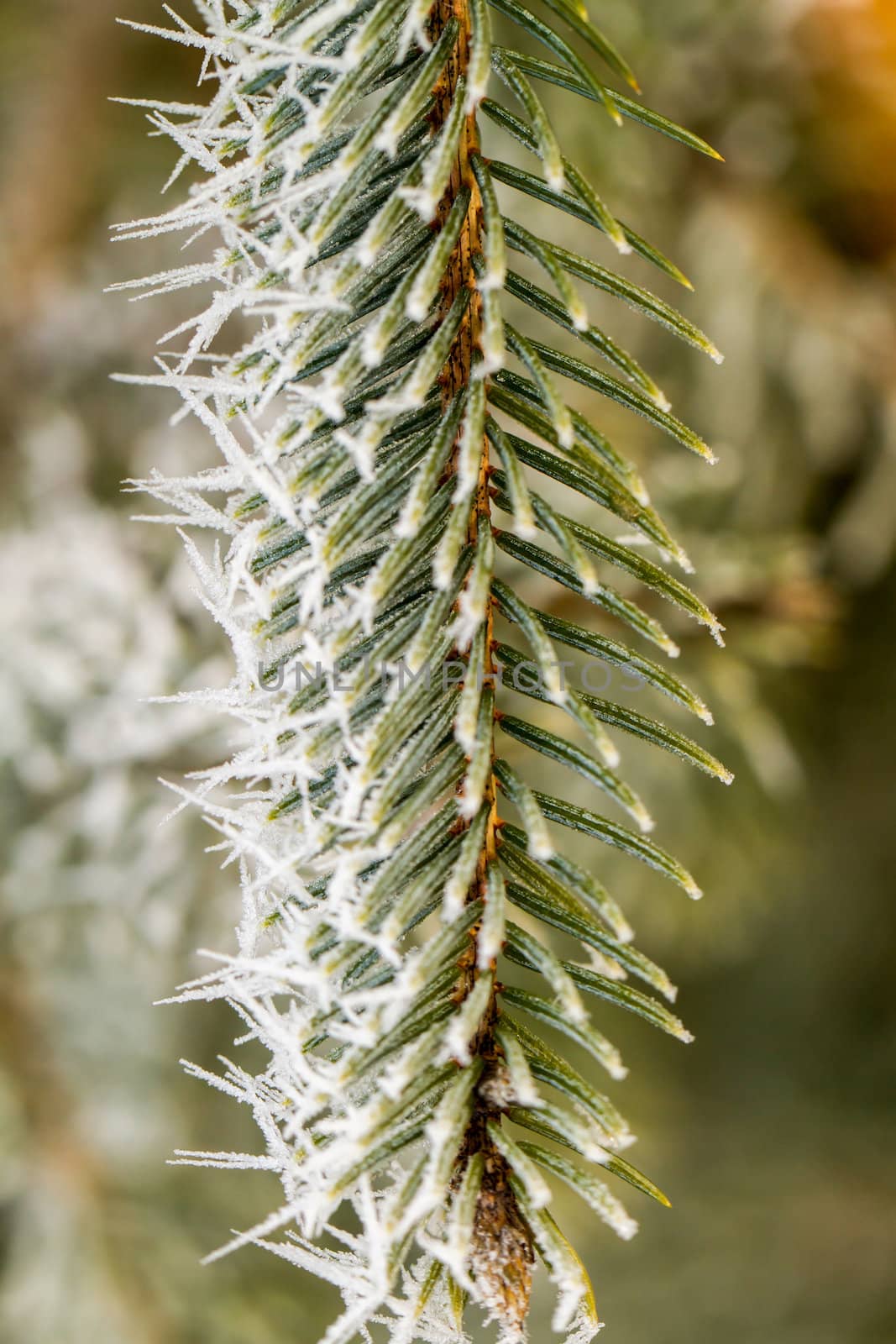 hoarfrost on silver pine branch