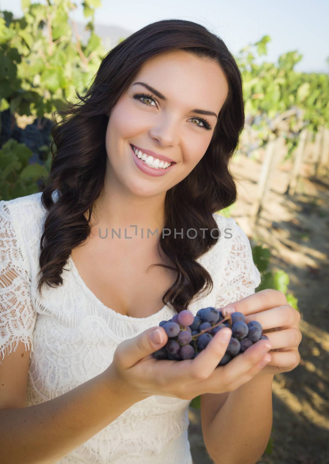 Young Adult Mixed Race Woman Enjoying The Wine Grapes in The Vineyard Outside.