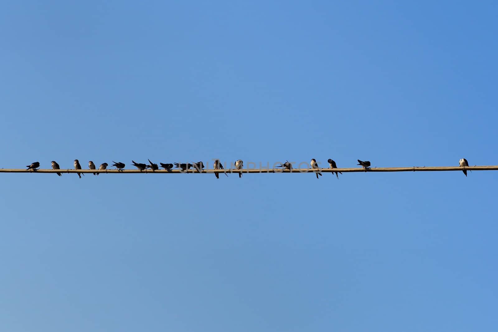 swallows on wire