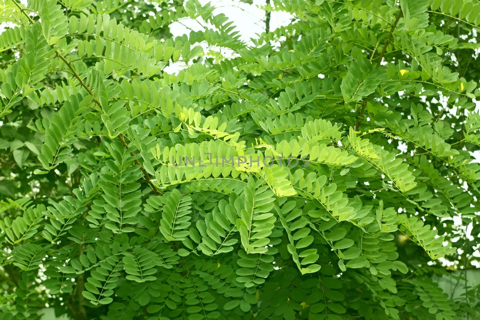 Detail of the young green shoots of acacia tree