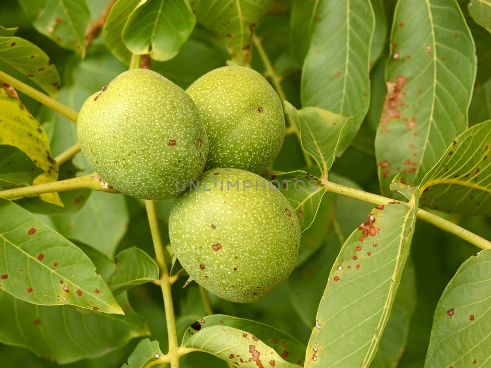 Three unripe walnuts on a branch  by qiiip