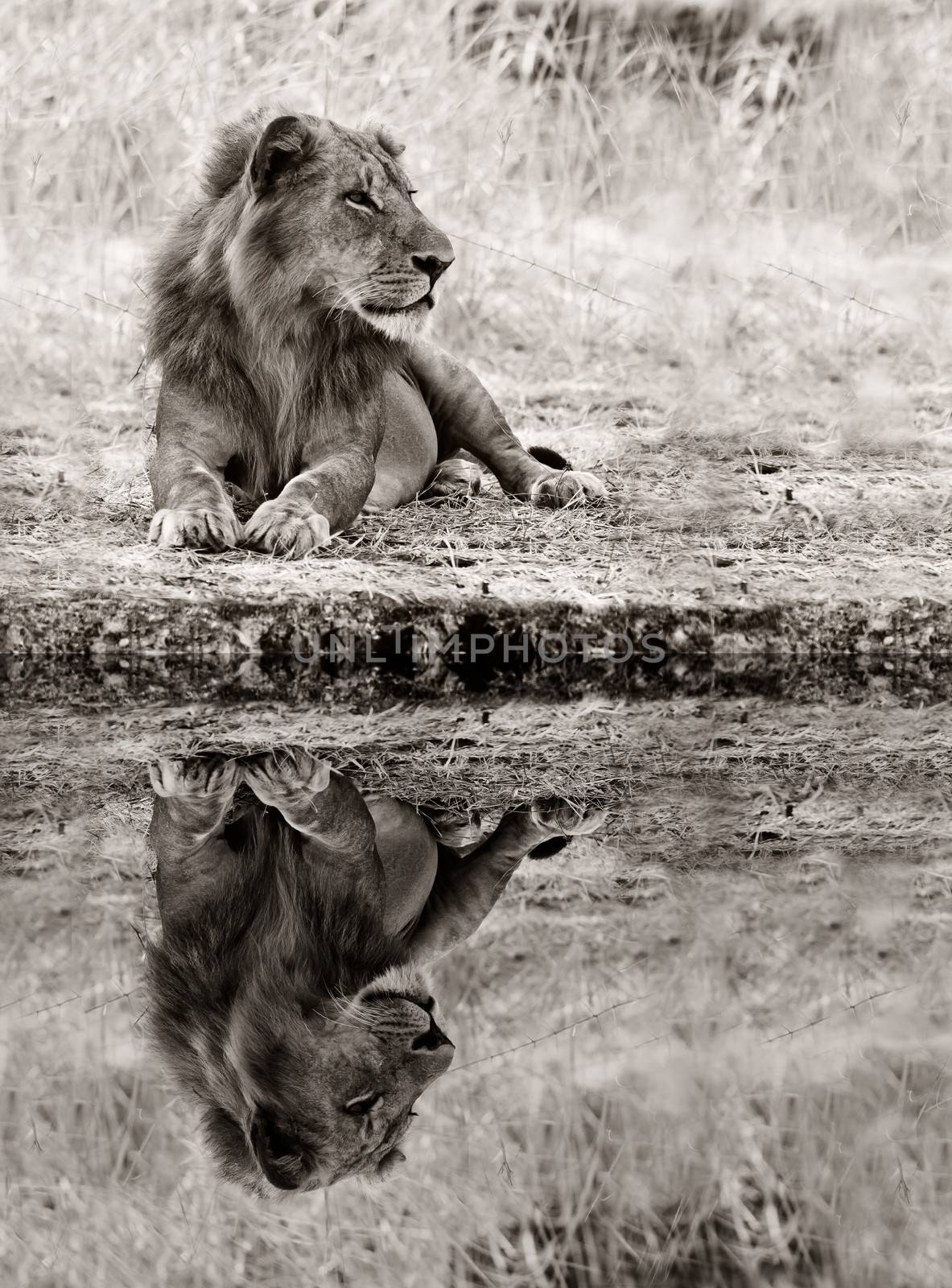 Perfect reflection of a male Lion relaxing in the wild