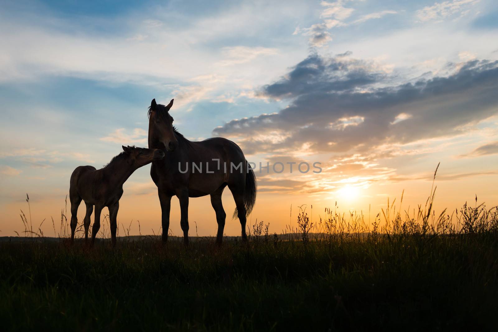 two horses at sunset by Draw05