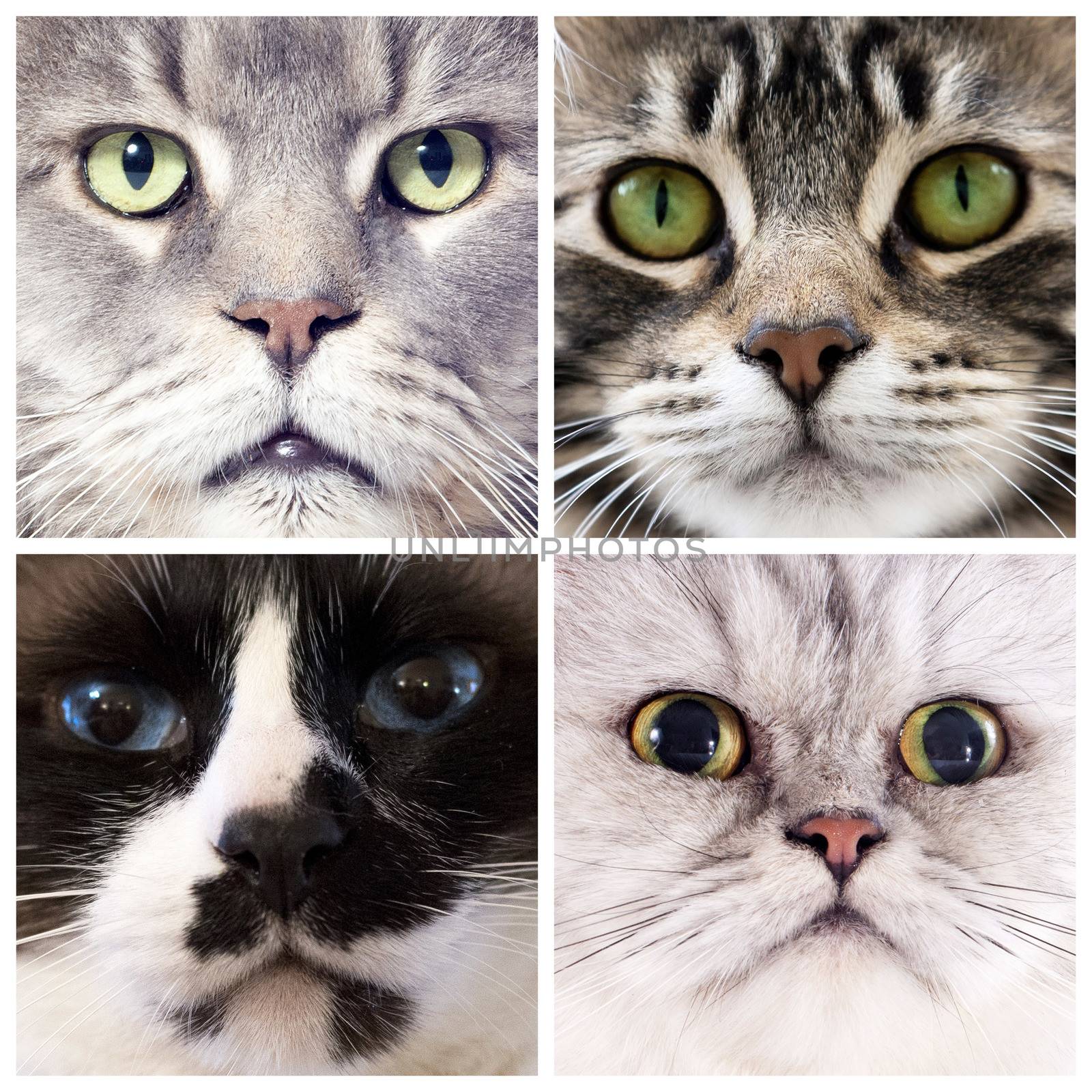 four portrait of purebred cats  in studio