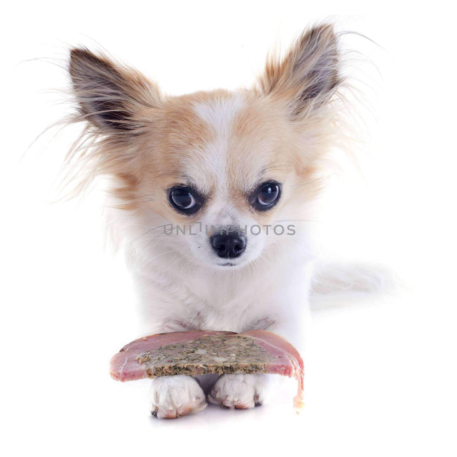 portrait of a cute purebred  chihuahua who defending his meat in front of white background