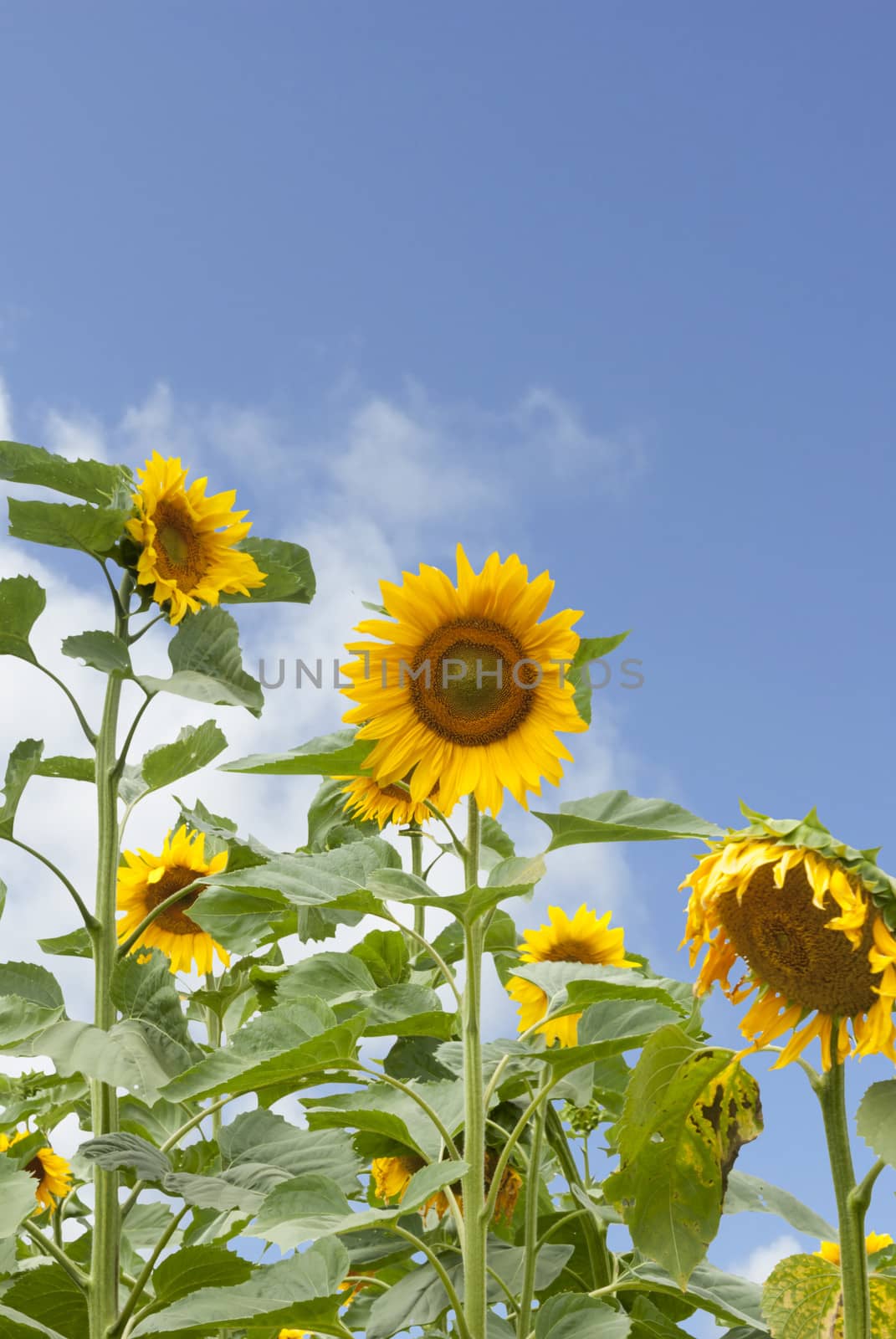 Agricultural crop of sunflowers growing in Poland.