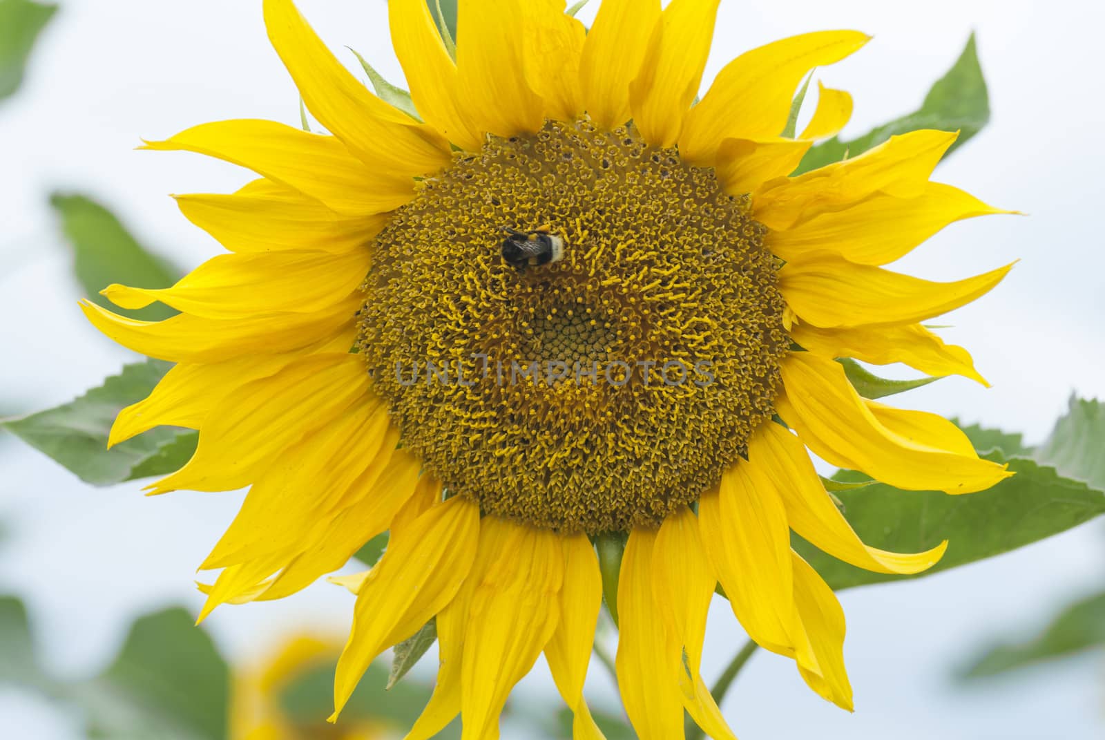 Field of Sunflowers, Poland. by swellphotography