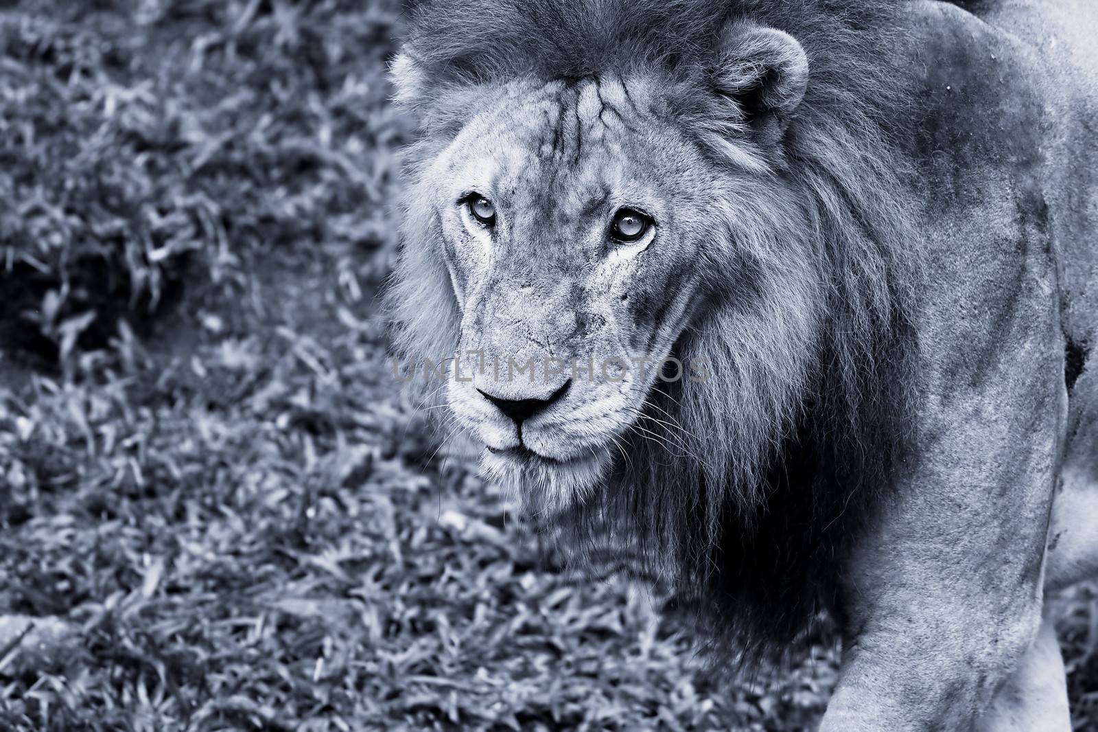 Lion portrait by kjorgen