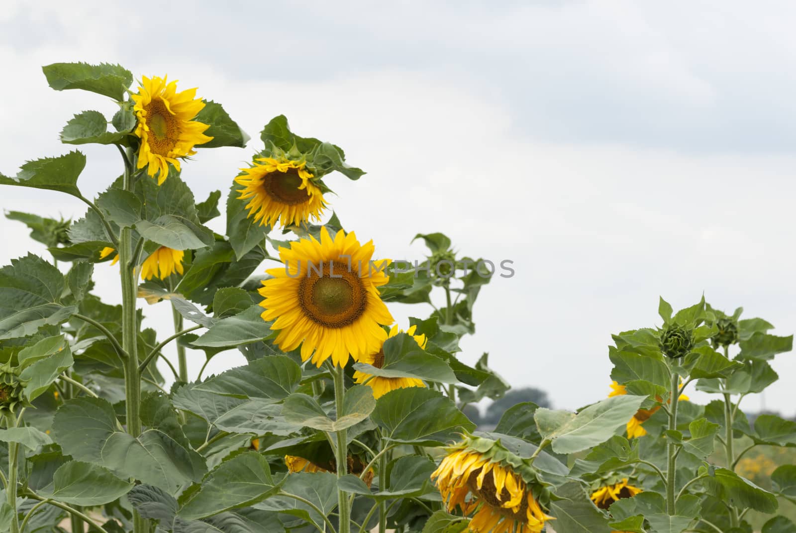 Field of Sunflowers, Poland. by swellphotography