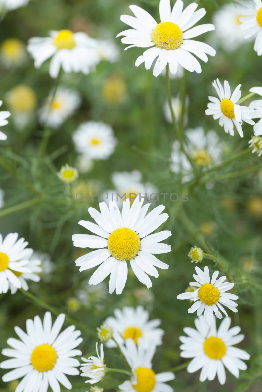 Macro Chamomile Flowers. by swellphotography