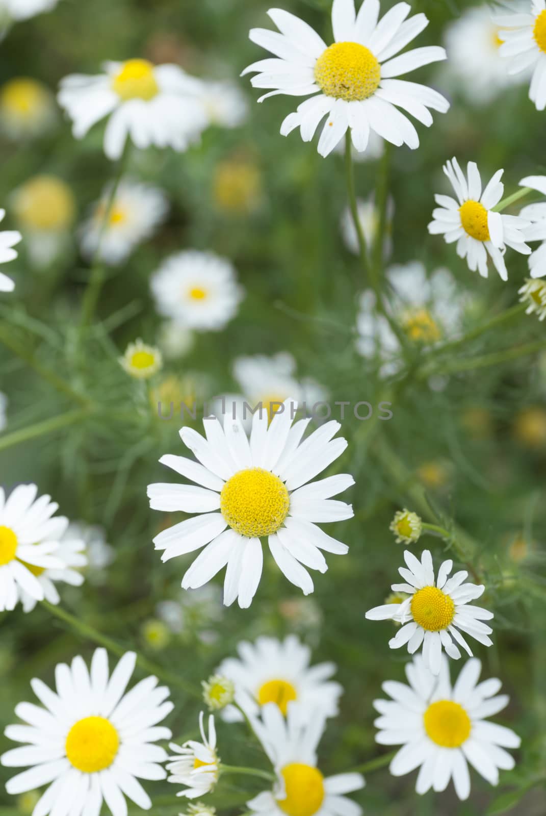Macro Chamomile Flowers. by swellphotography